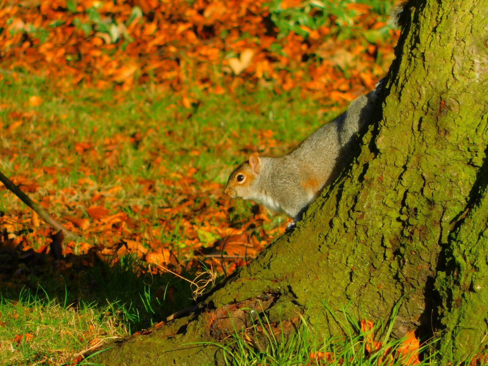 Nikon Coolpix B500 sample photo. Autumn, leaves, squirrel photography