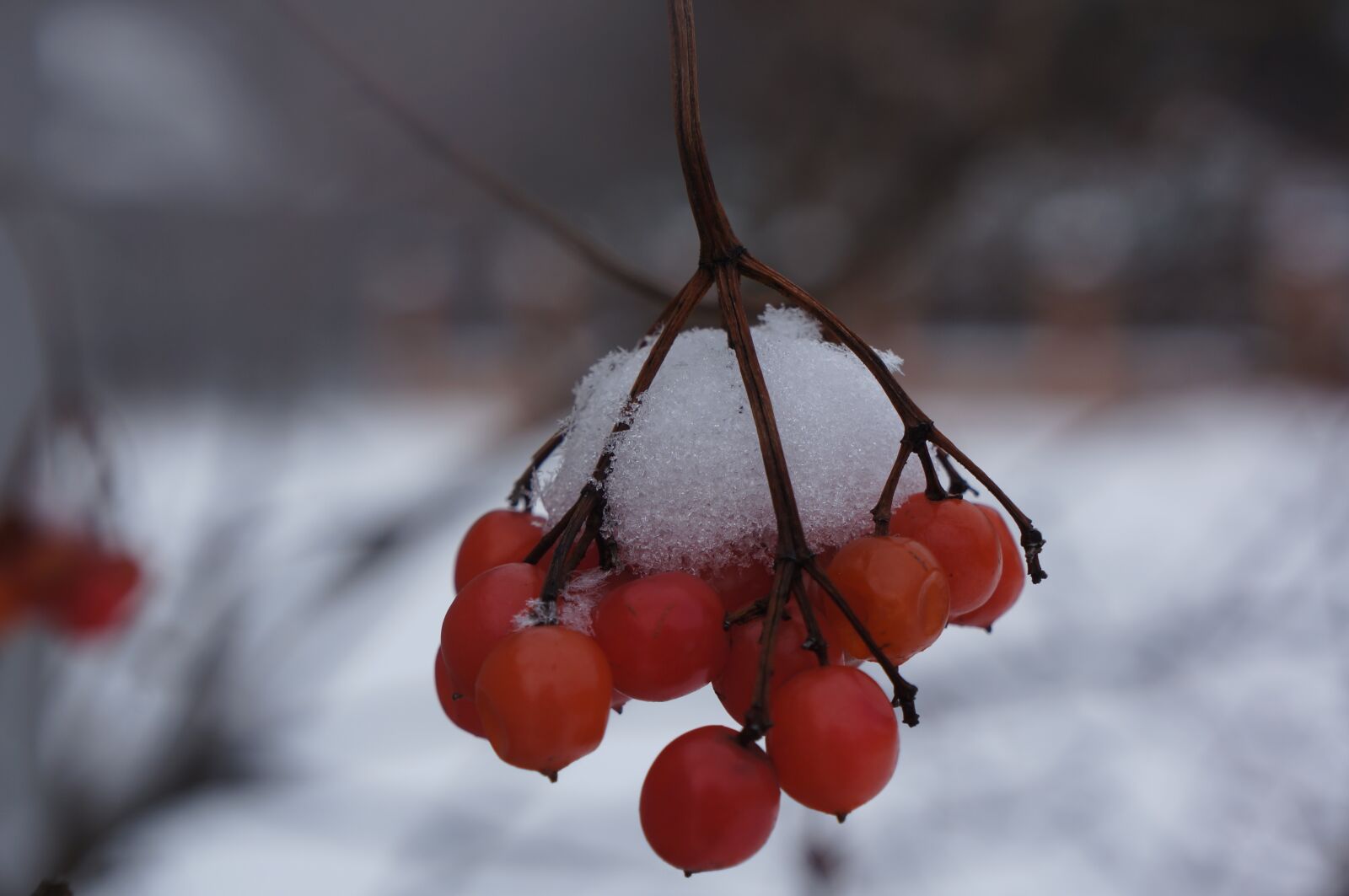 Sony Alpha NEX-5N sample photo. Viburnum, snow, winter photography
