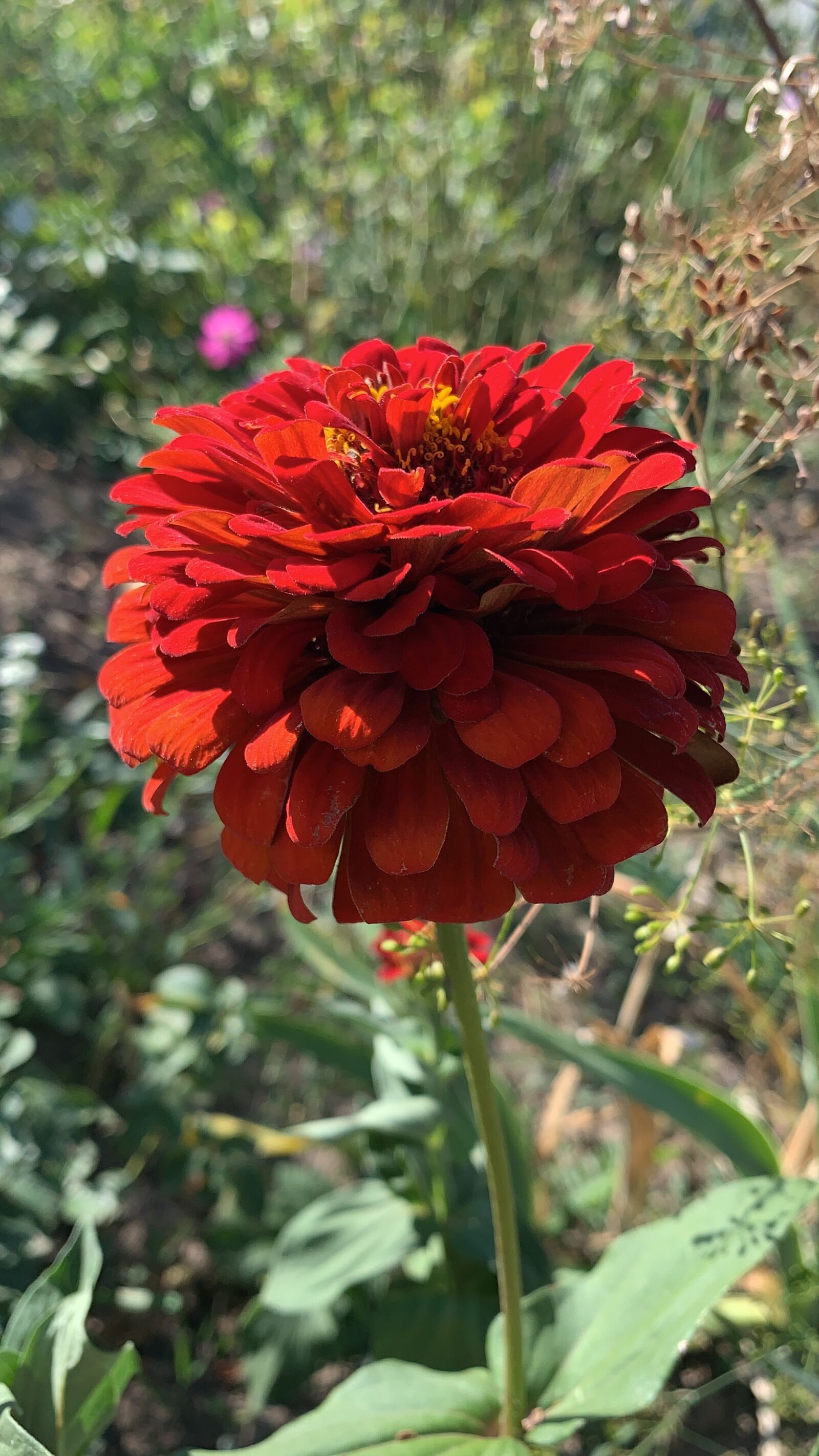 iPhone XR back camera 4.25mm f/1.8 sample photo. Flowers, zinnia, flower photography