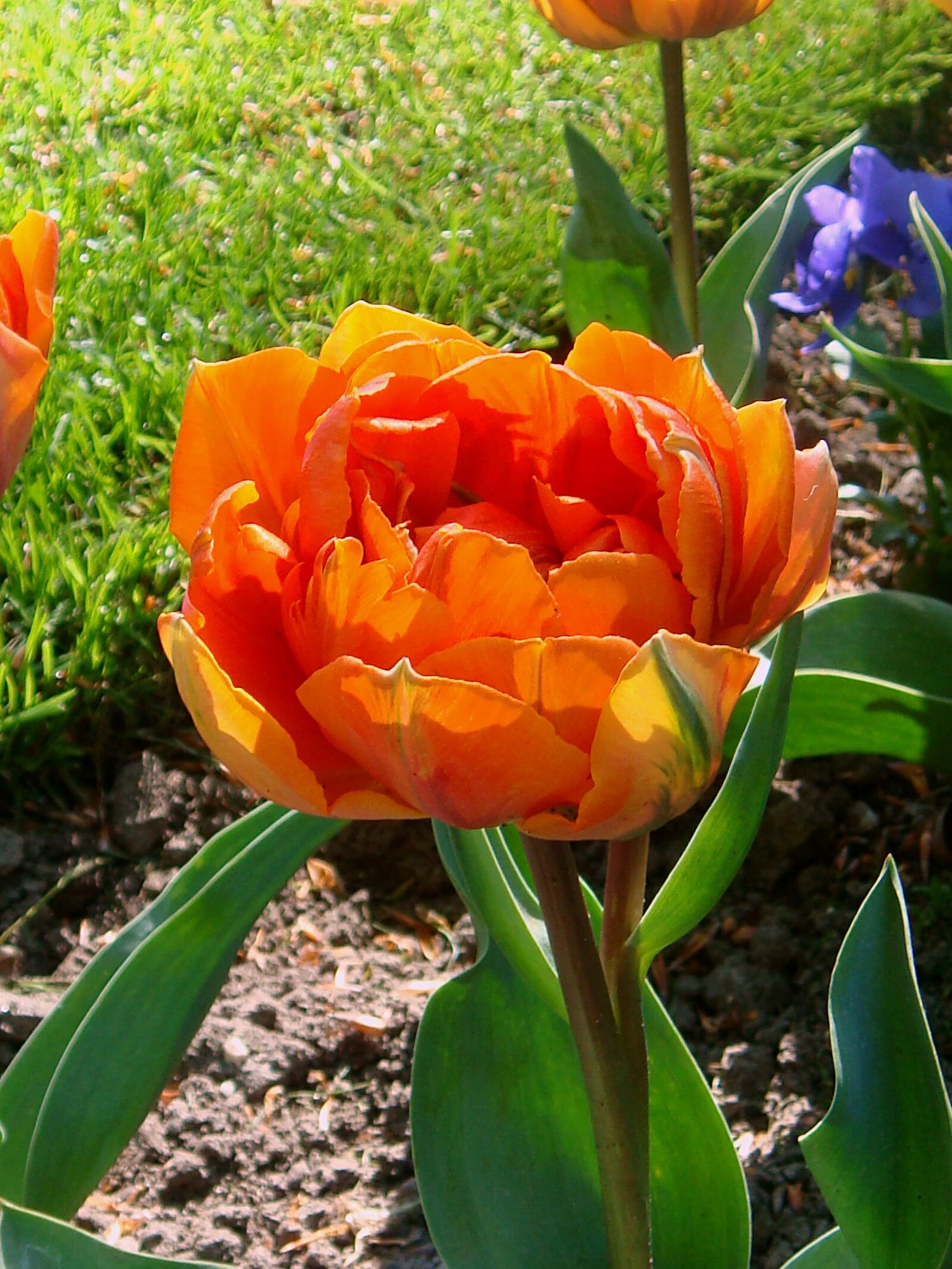 Sony DSC-T70 sample photo. Oranje tulp, orange flower photography