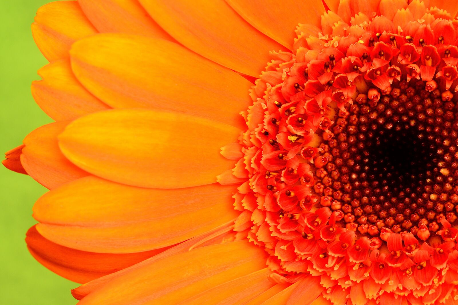 Nikon D7000 sample photo. Gerbera, orange, red photography