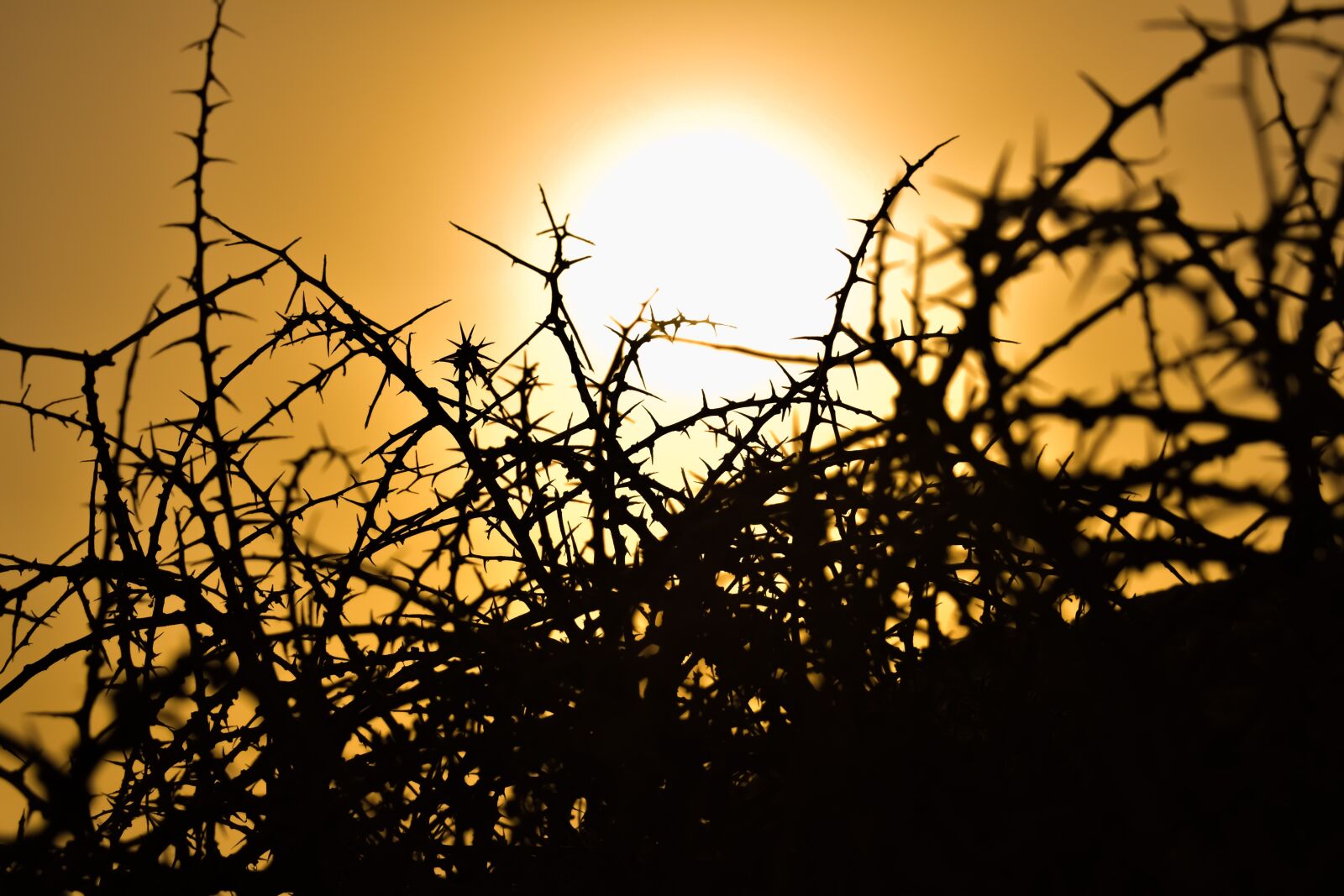 Nikon D3300 sample photo. Thorns, plant, nature photography