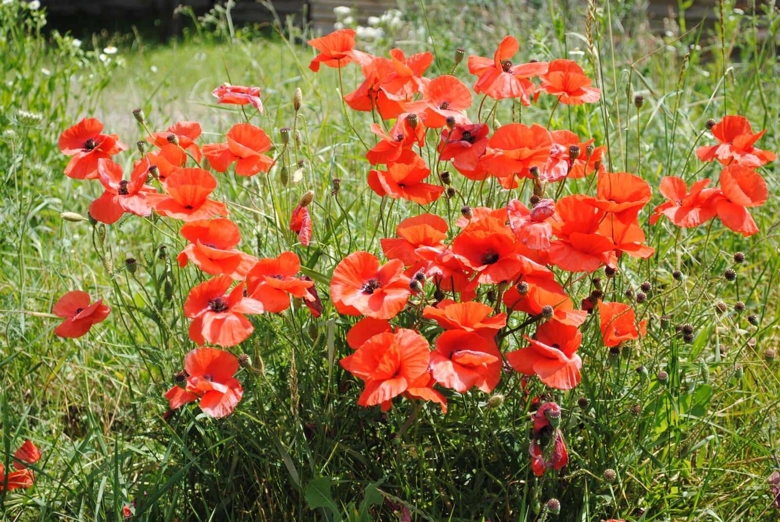 Nikon D3000 sample photo. Maki, flowers, field photography