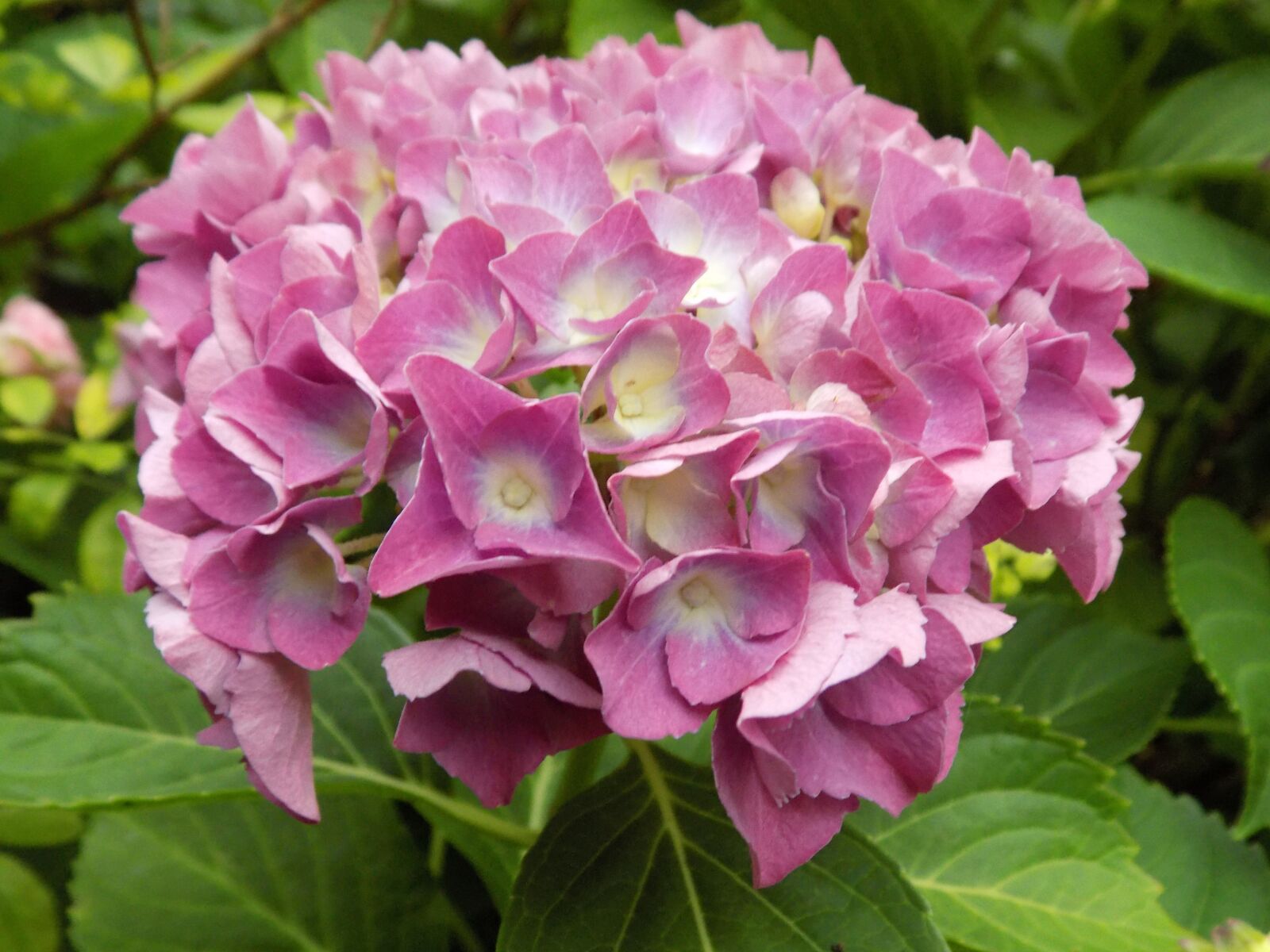 Nikon COOLPIX L340 sample photo. Flower, hydrangea, pink photography