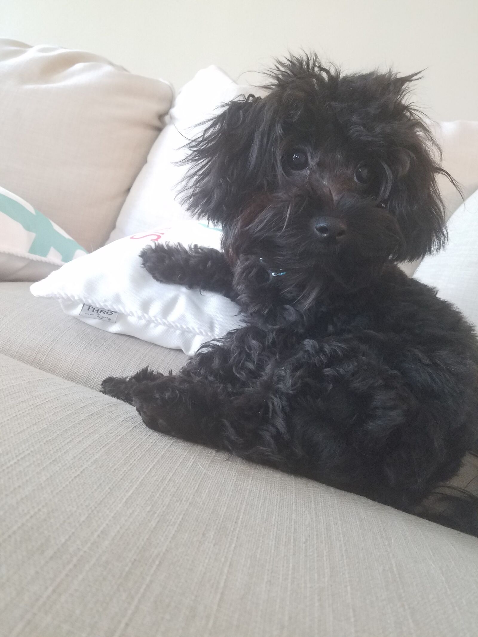Samsung Galaxy S7 sample photo. Puppy, dog, pet photography