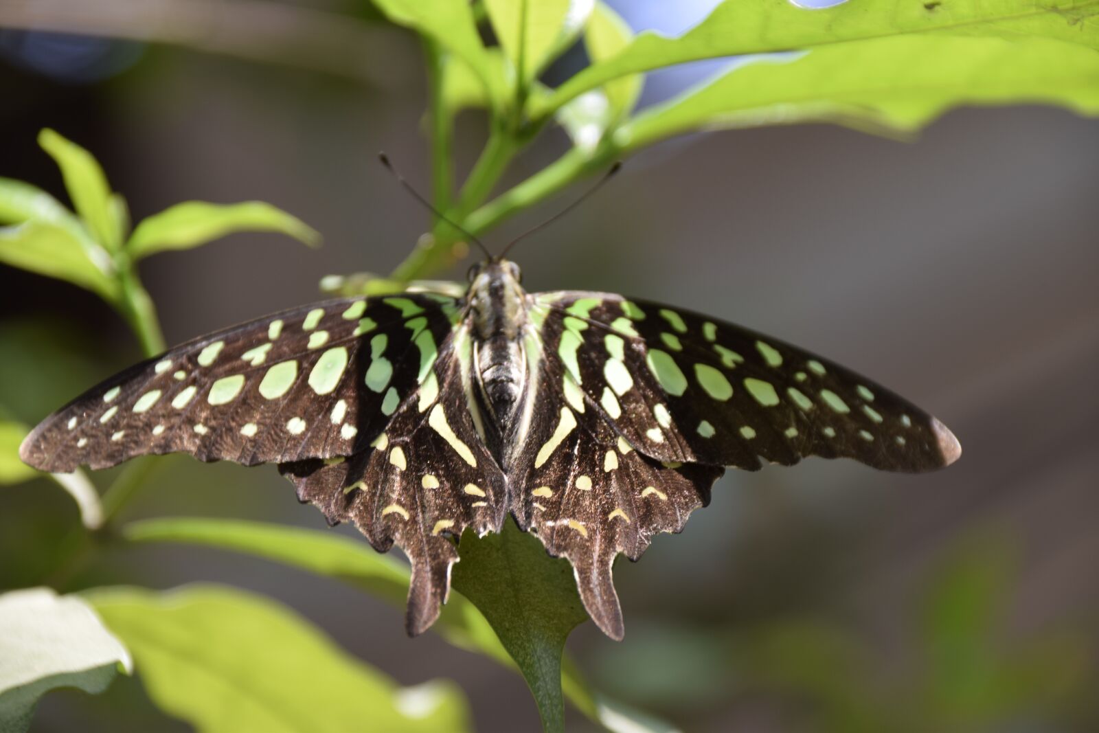 Nikon D3300 sample photo. Bangalore, summer, monsoon photography
