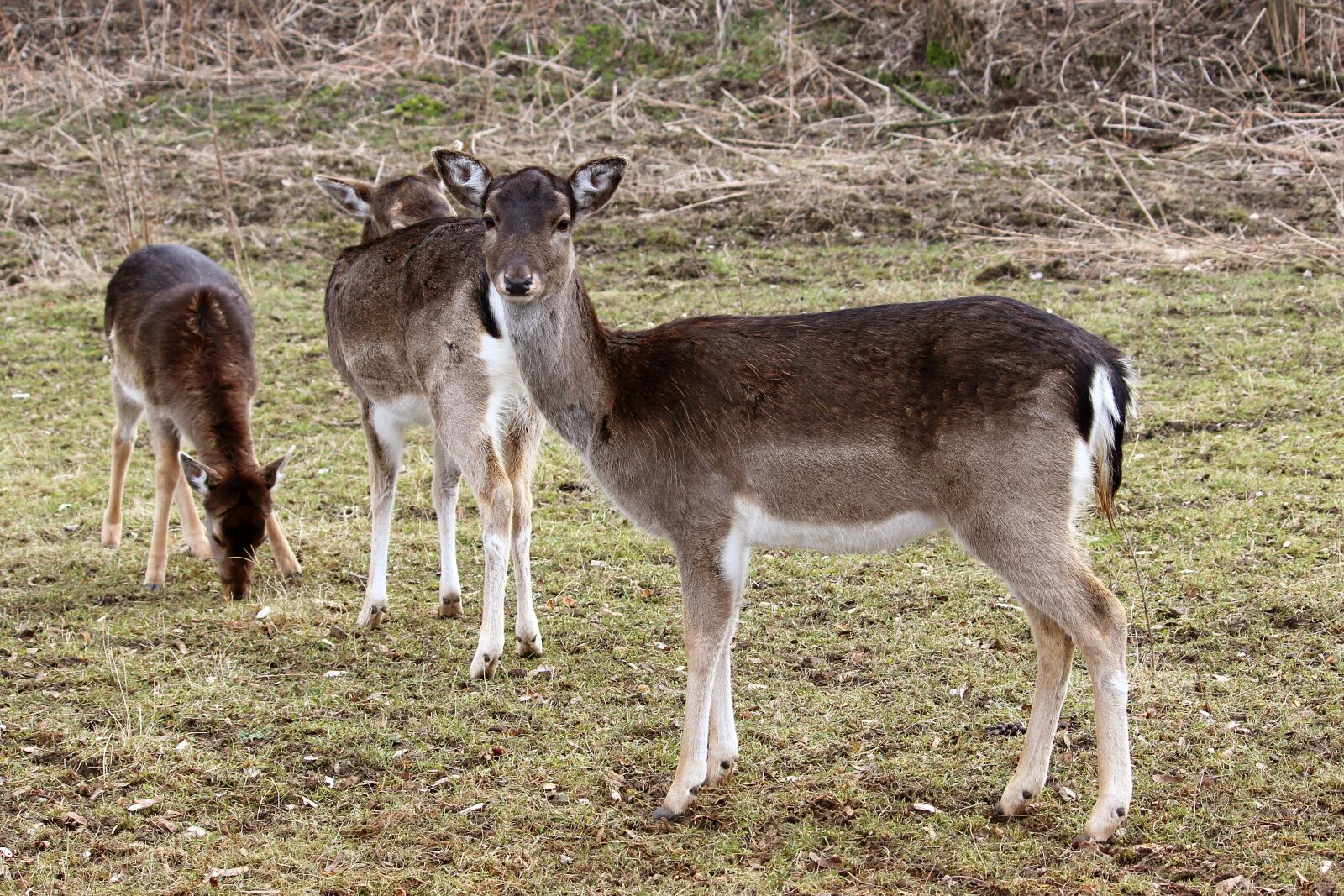 Canon EF-S 55-250mm F4-5.6 IS II sample photo. Deer, fallow deer, forest photography