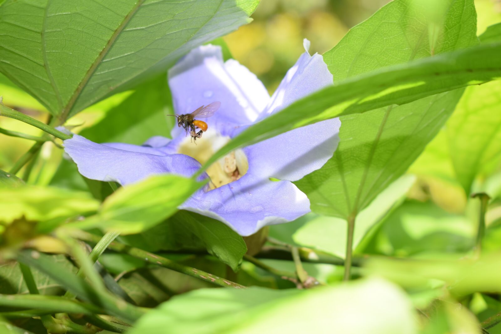 Nikon D5300 sample photo. Flower, bee, pollination photography