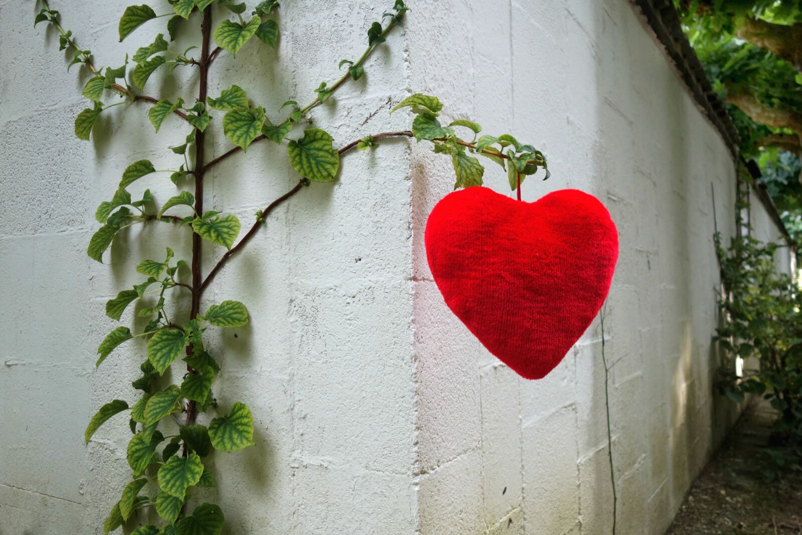 Sony Cyber-shot DSC-RX100 sample photo. Affection, emotion, heart, love photography