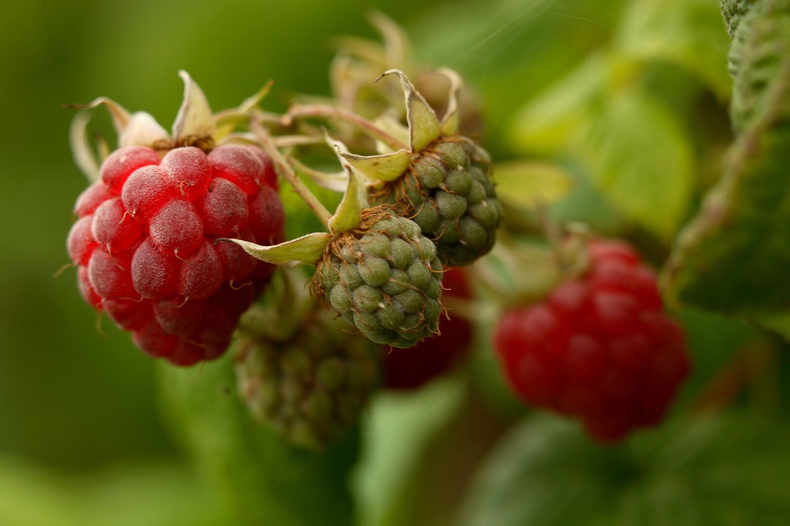 Canon EOS 5D sample photo. Raspberry, raspberries, fruit photography