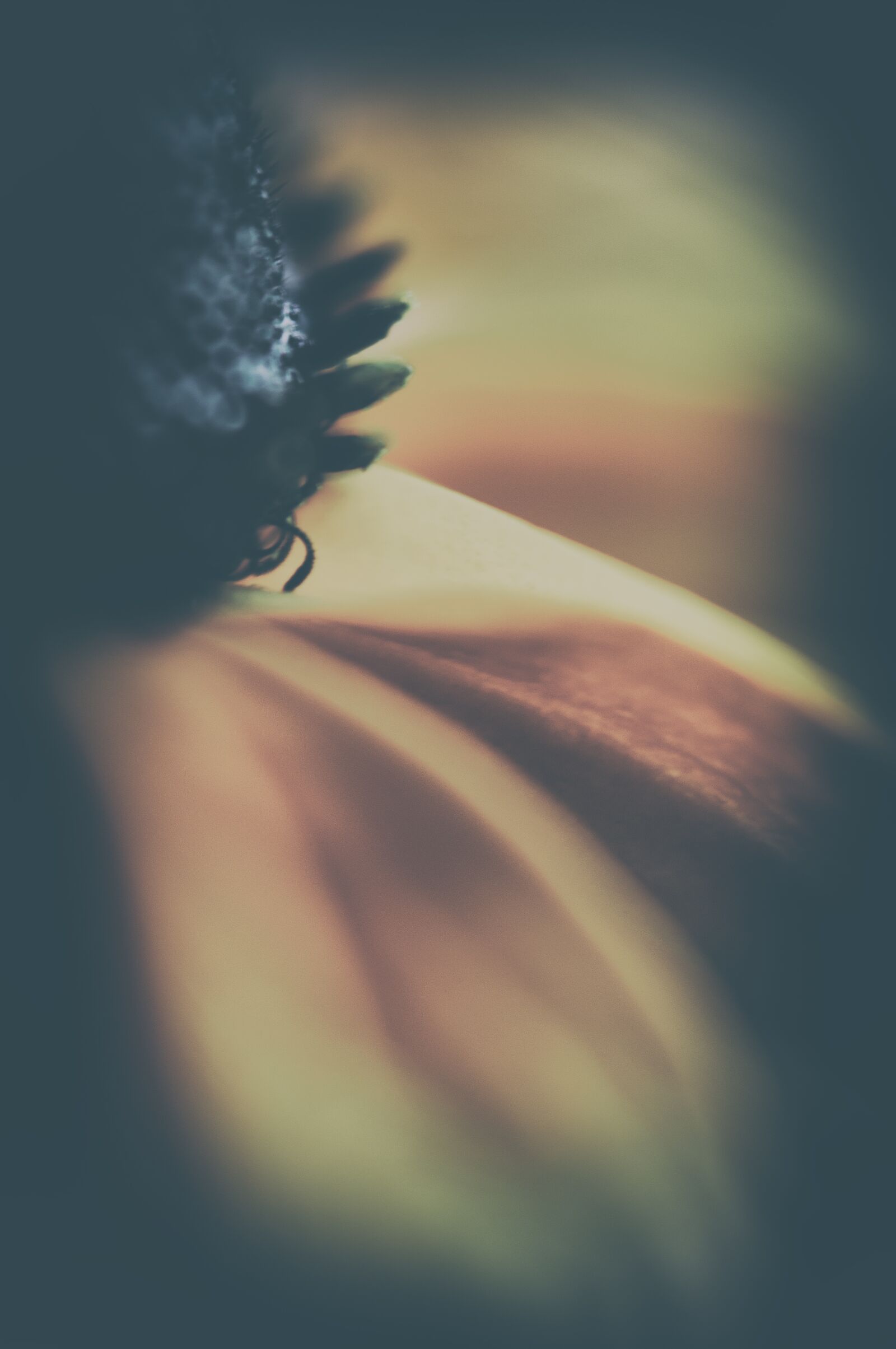 Nikon D90 sample photo. Macro, close up, flower photography