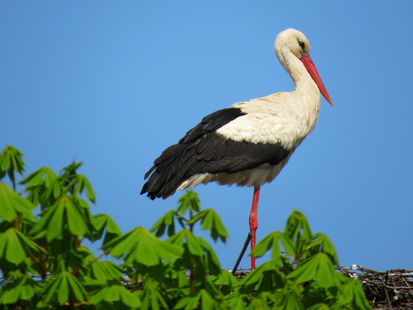 Canon PowerShot SX60 HS sample photo. Stork, bird, white stork photography