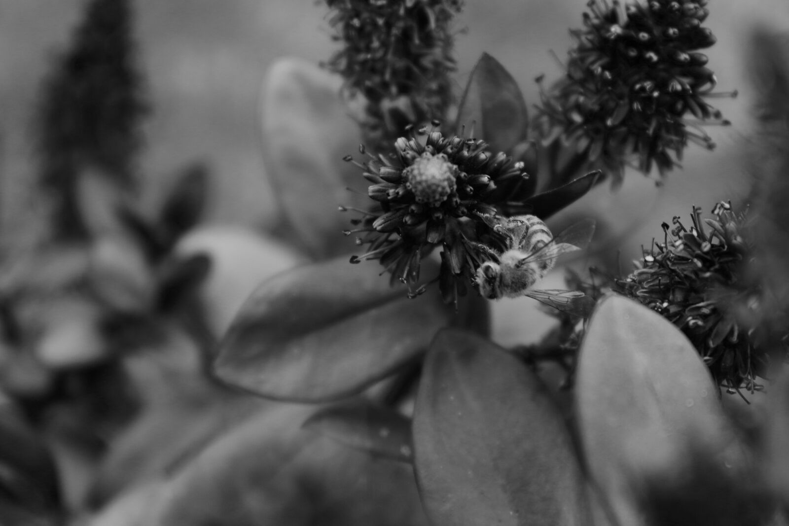 Canon EOS 1300D (EOS Rebel T6 / EOS Kiss X80) sample photo. Blackandwhite, monochrome, nature photography