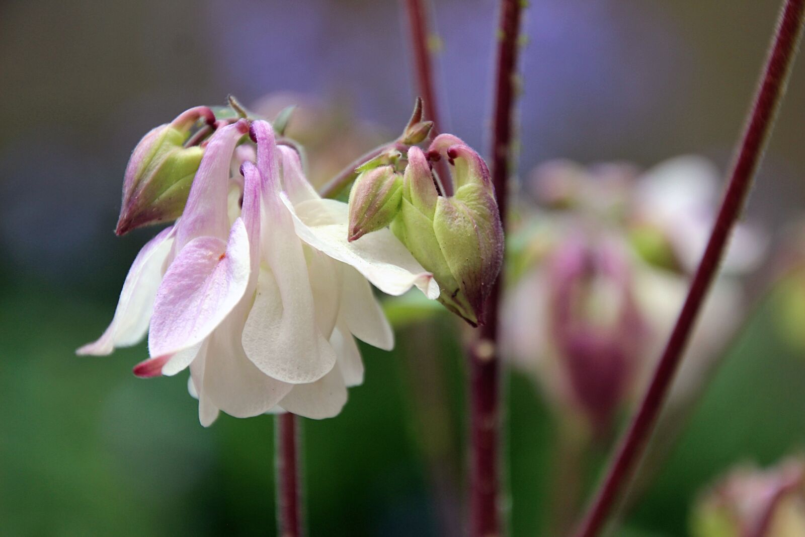 Canon EOS 600D (Rebel EOS T3i / EOS Kiss X5) sample photo. Akelei, spring, flower photography
