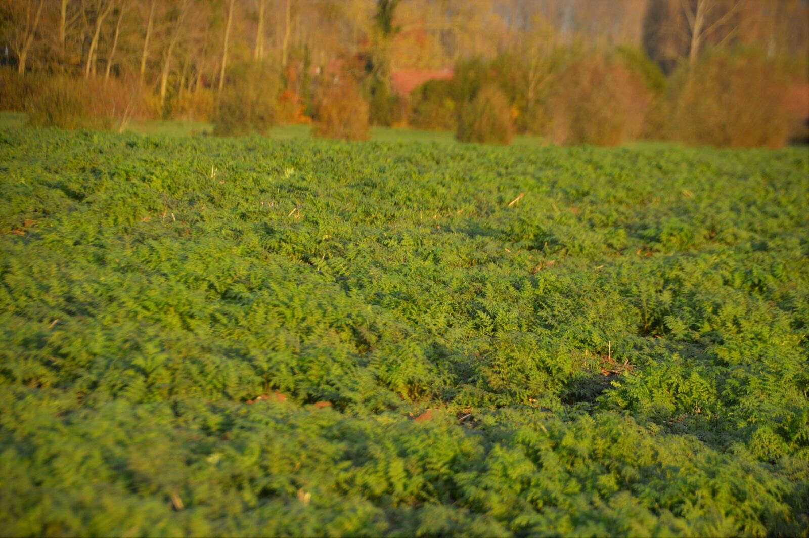 Nikon D3200 sample photo. Field, nature, landscape photography
