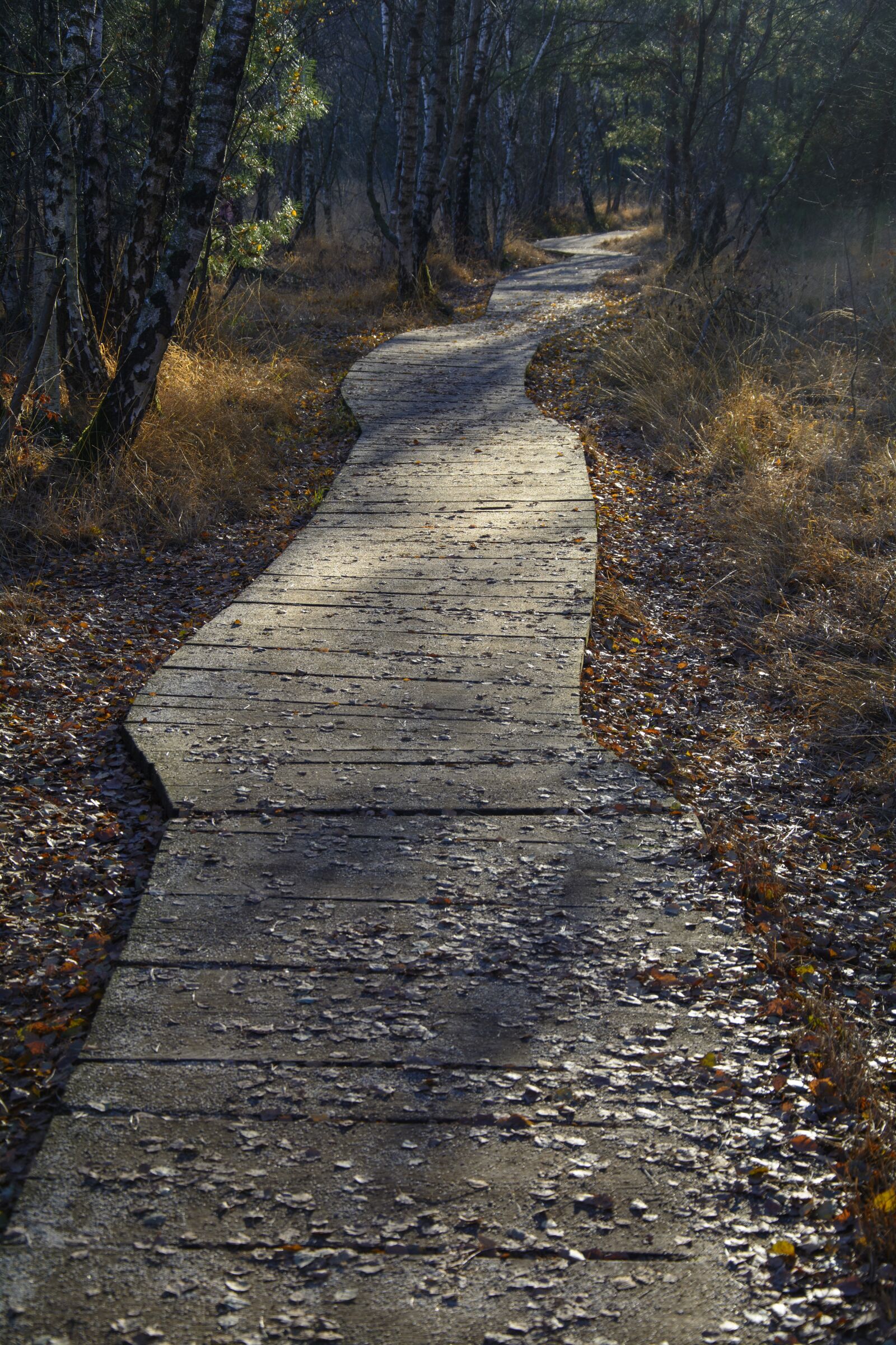 Nikon D7100 sample photo. Boardwalk, forest, nature photography