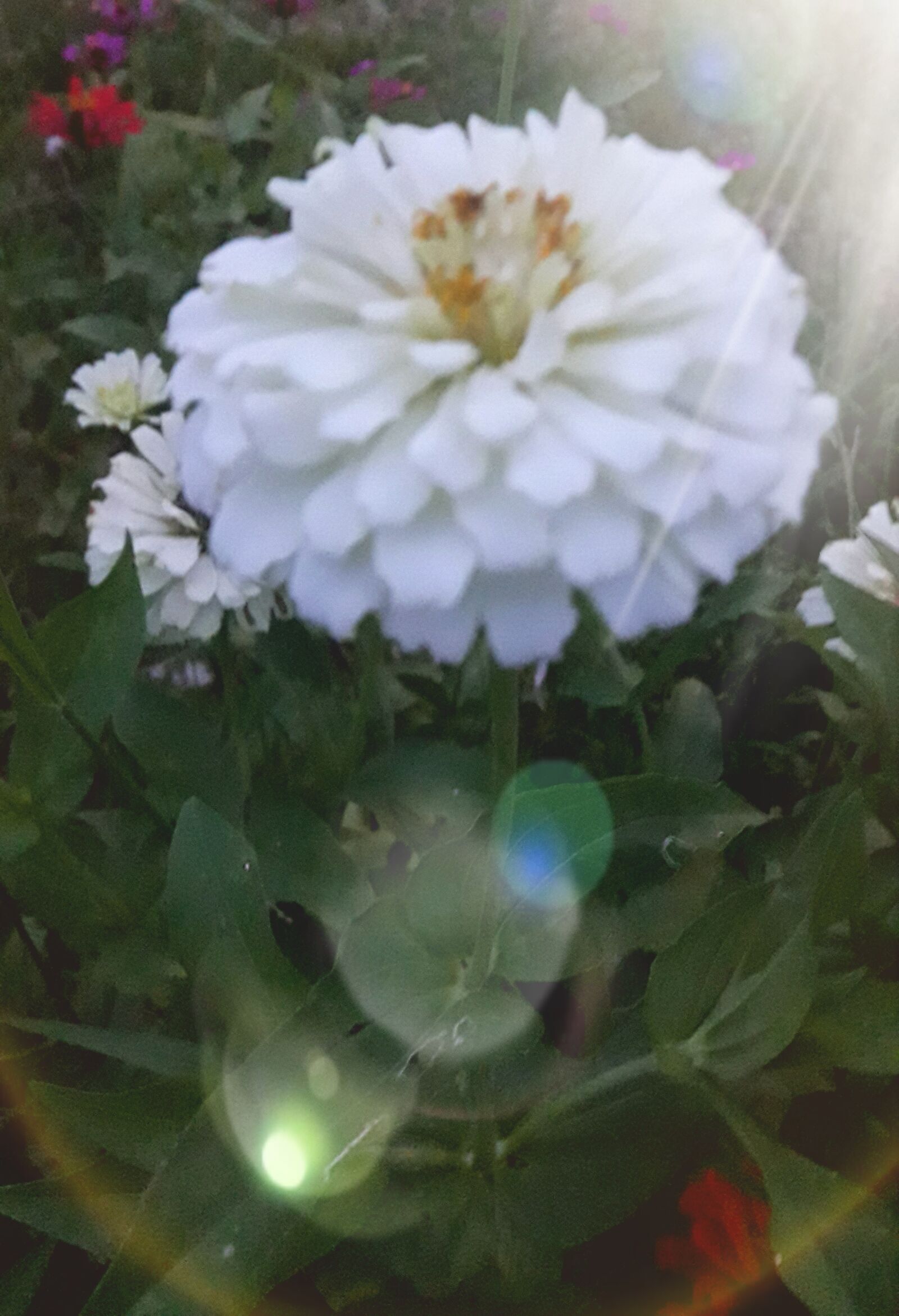 Samsung Galaxy J7 Neo sample photo. Beautiful, white, flower photography
