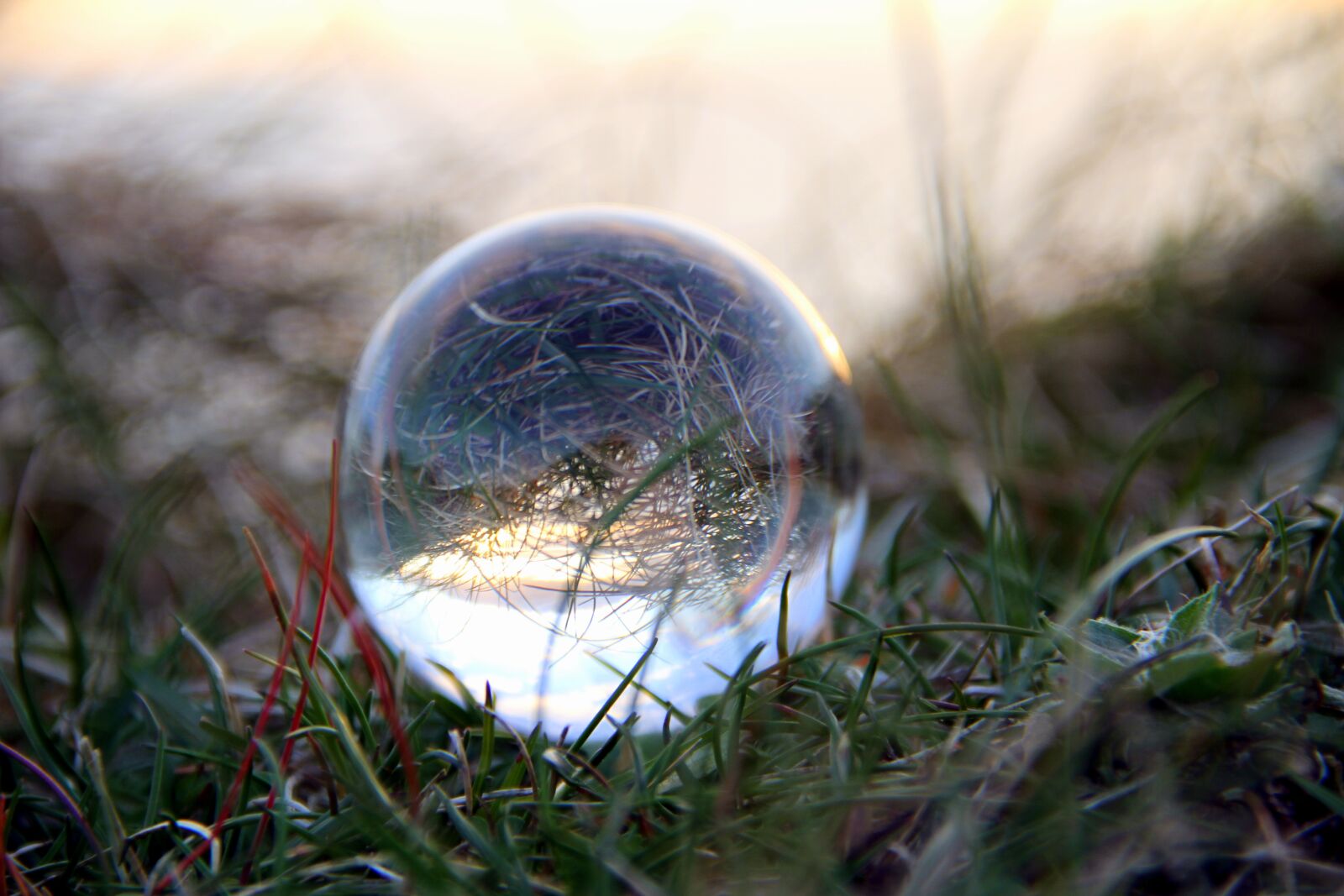 Canon EOS 7D sample photo. Lensball, light, grass photography