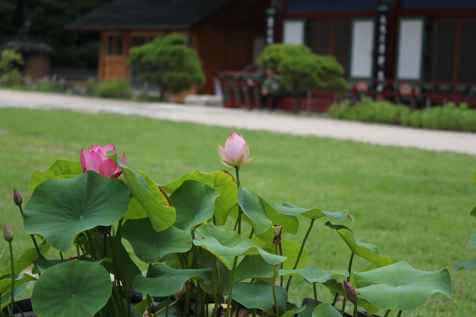Canon EOS 550D (EOS Rebel T2i / EOS Kiss X4) sample photo. Lotus, flowers, nature photography