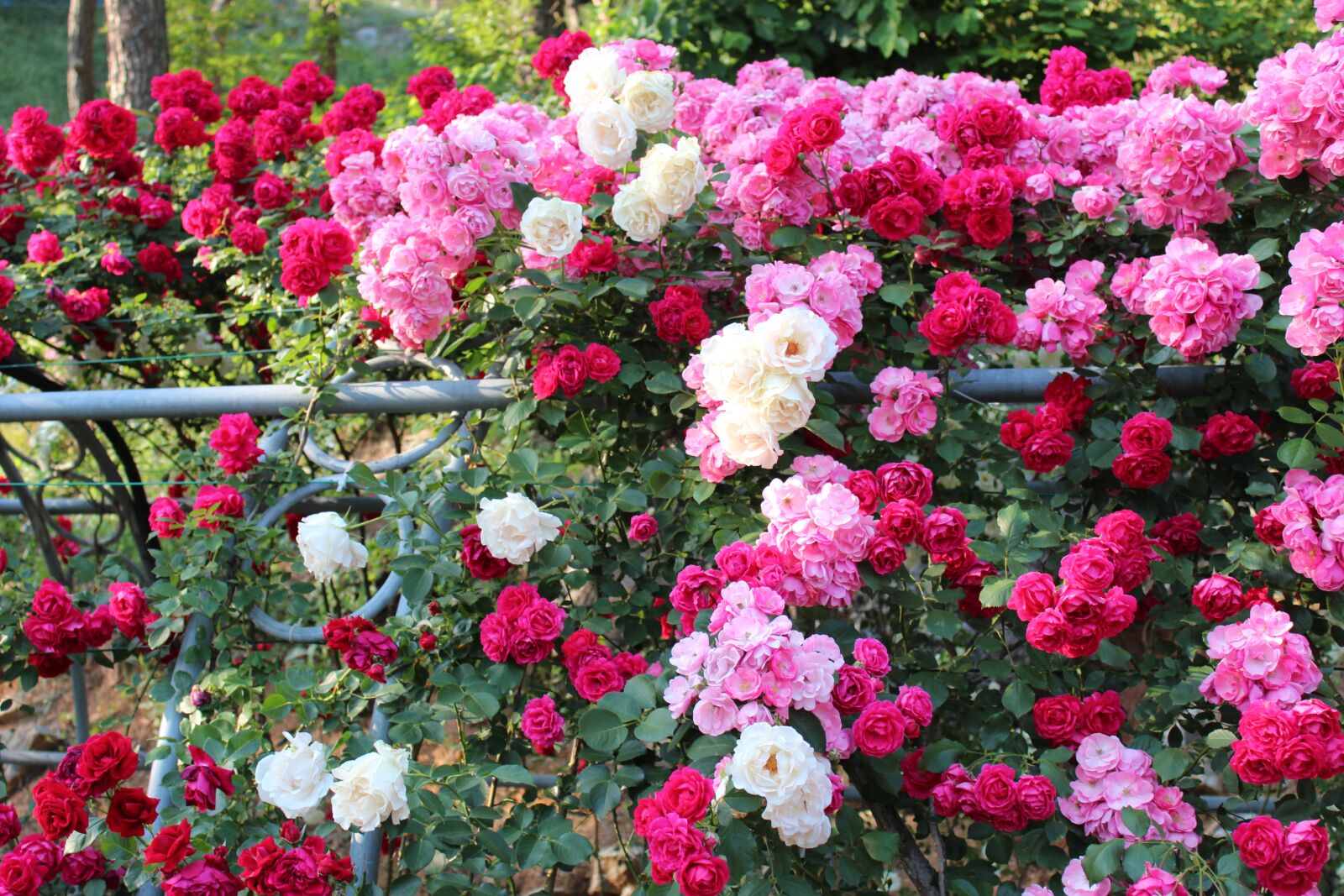 Canon EOS 600D (Rebel EOS T3i / EOS Kiss X5) sample photo. Rose, rose festival, festival photography