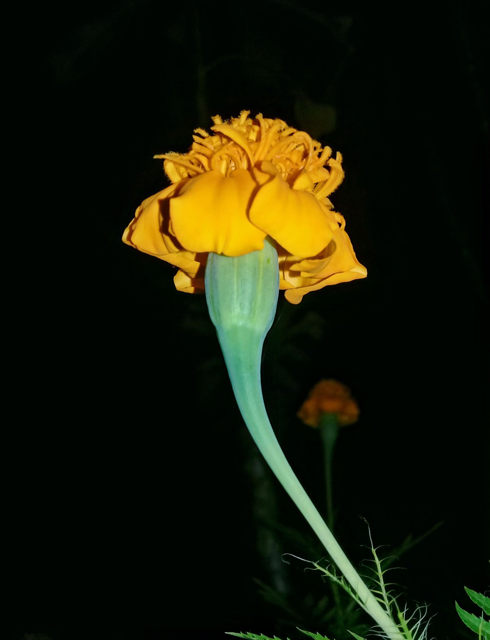 Samsung Galaxy J2 Prime sample photo. Pretty, flowers, yellow photography