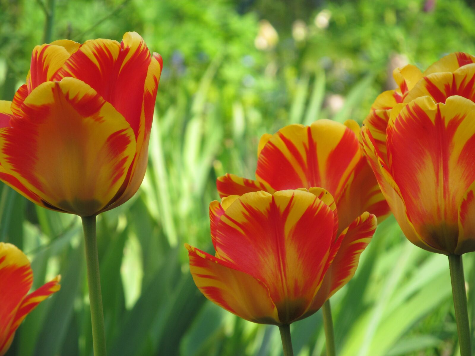 Canon PowerShot SX150 IS sample photo. Tuplen, spring, flowers photography