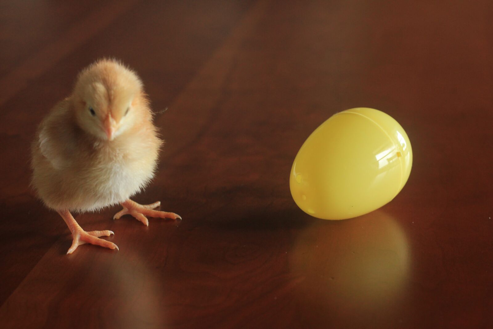 Canon EOS 550D (EOS Rebel T2i / EOS Kiss X4) sample photo. Easter, chick, holiday photography