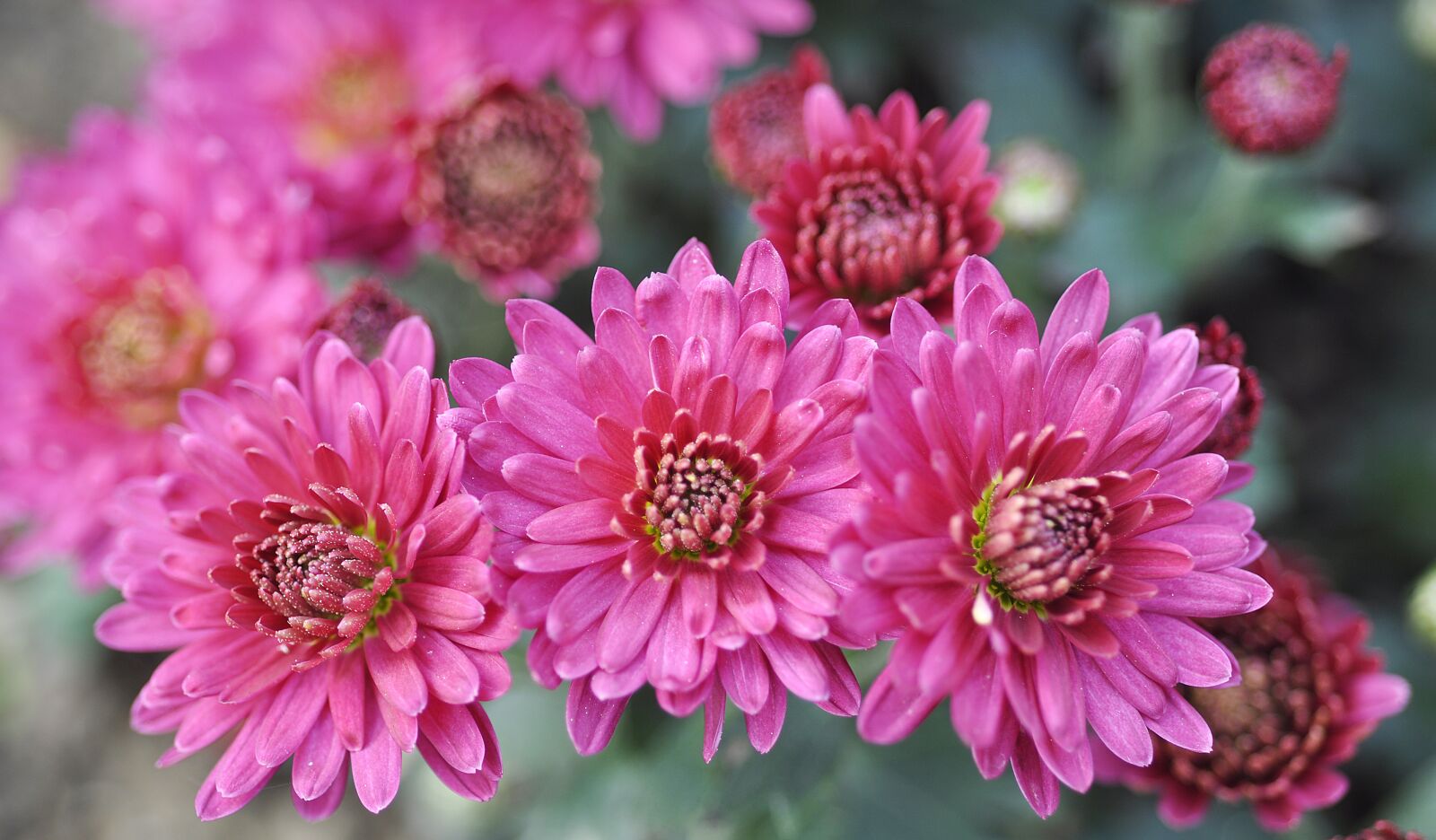 Nikon D90 sample photo. Pink, chrysanthemum, flower photography