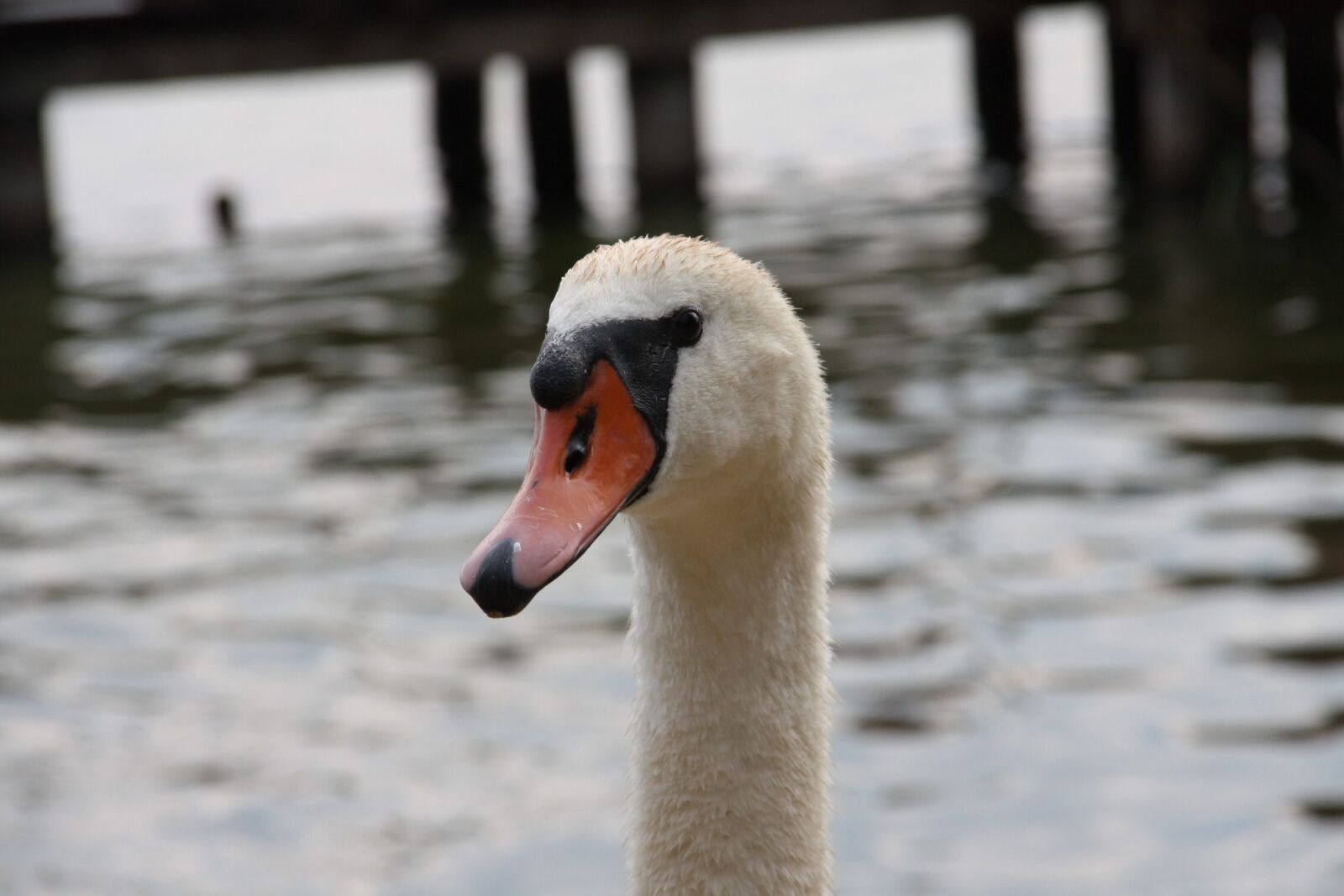 Canon EOS 450D (EOS Rebel XSi / EOS Kiss X2) sample photo. Water, bird, animal photography