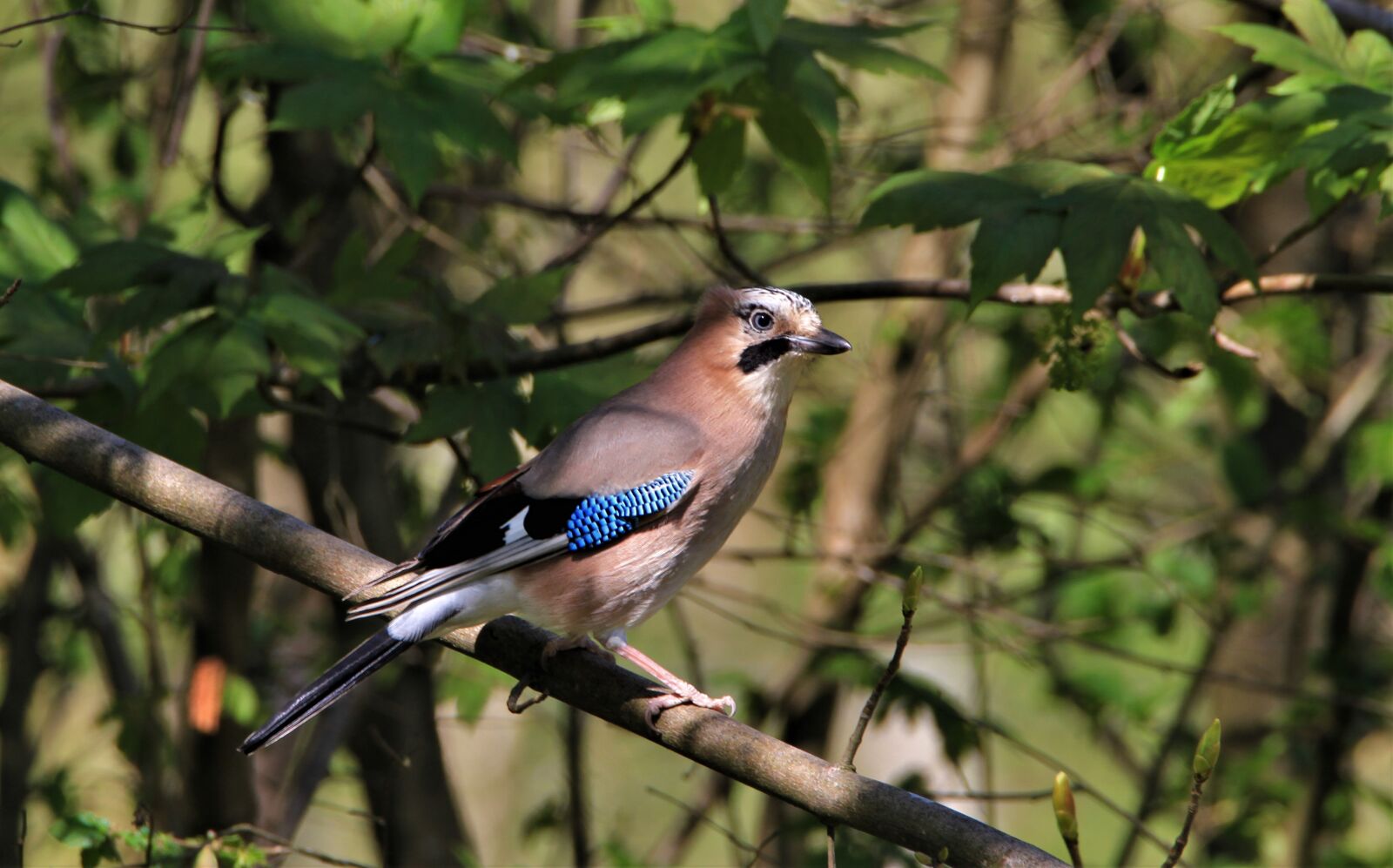 Tamron SP 150-600mm F5-6.3 Di VC USD sample photo. Jay, bird, songbird photography