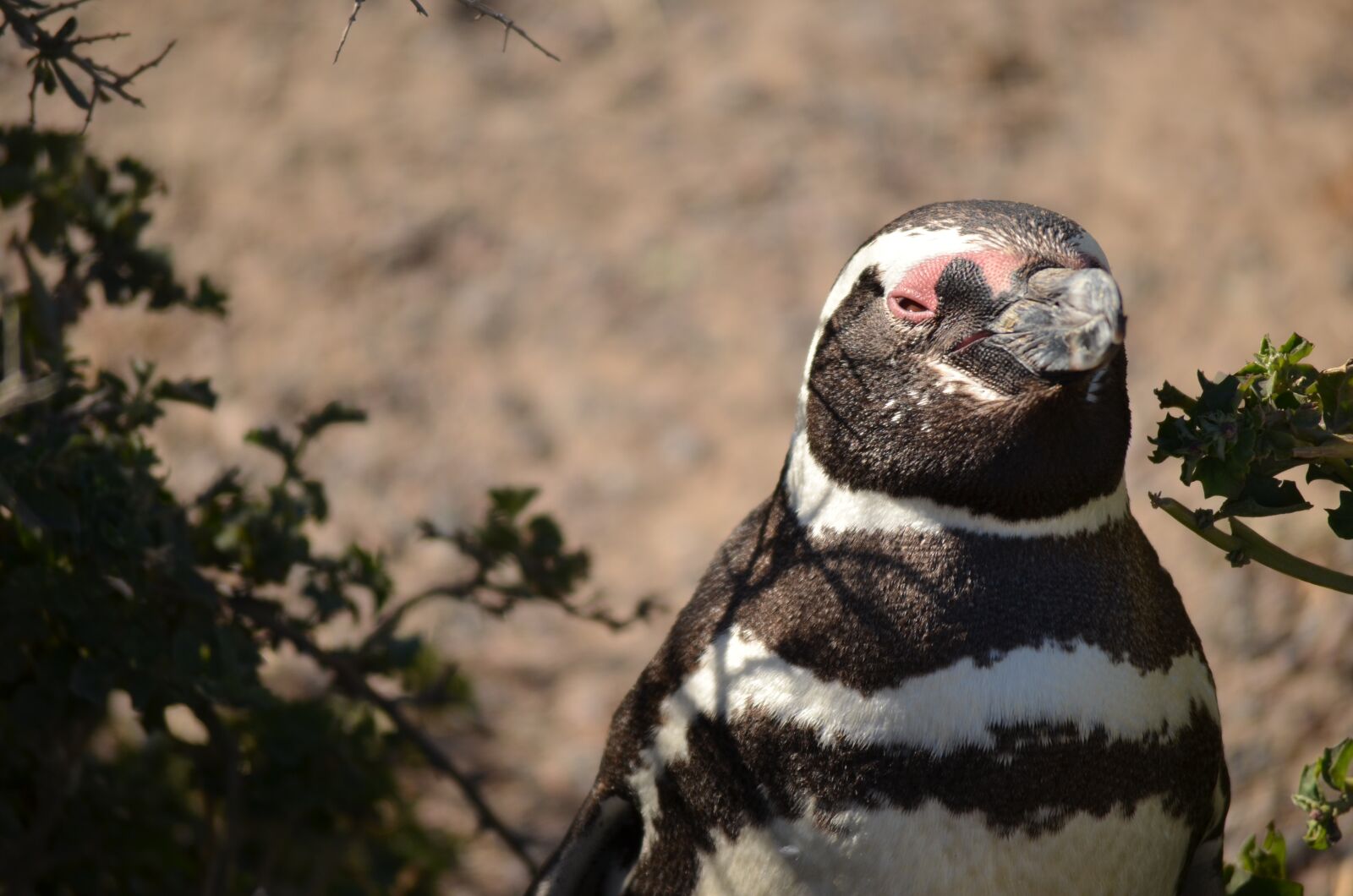 Nikon D5100 sample photo. Animal, penguin, tree photography
