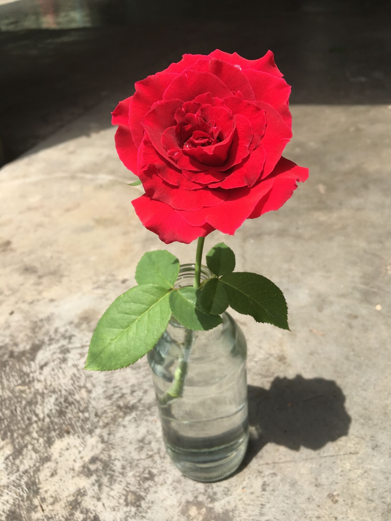 Apple iPhone 6s sample photo. Rose, nice, red photography