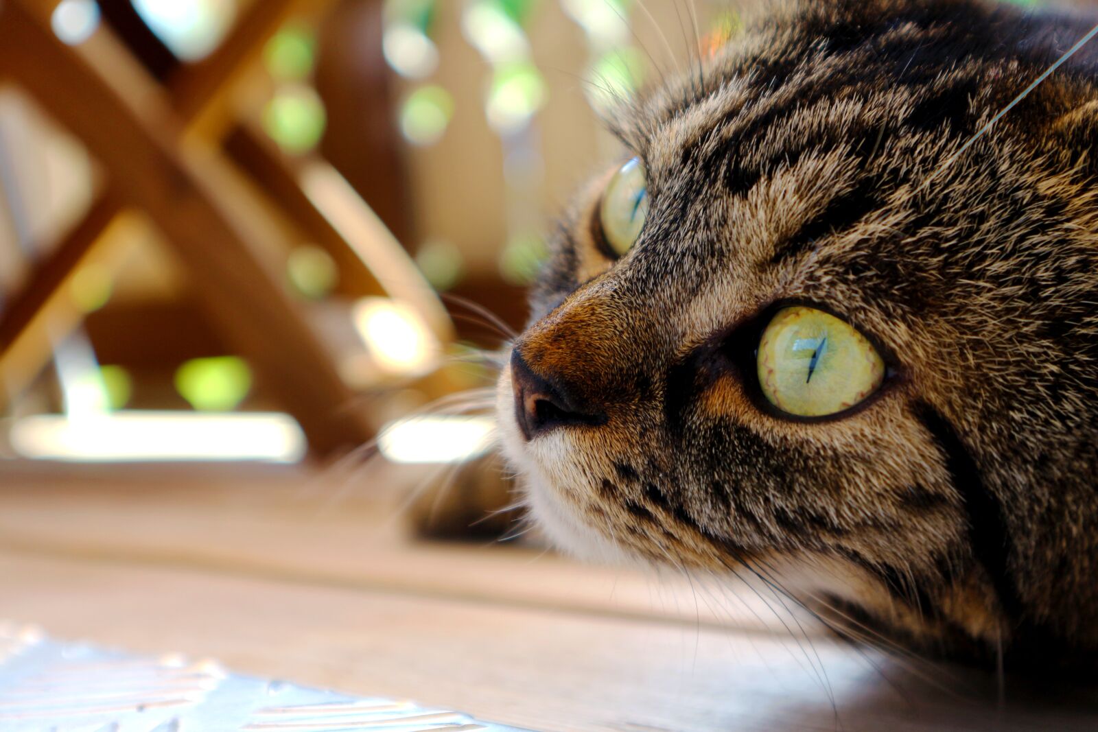 Canon EF-M 15-45mm F3.5-6.3 IS STM sample photo. Cat, eyes, cat's eyes photography