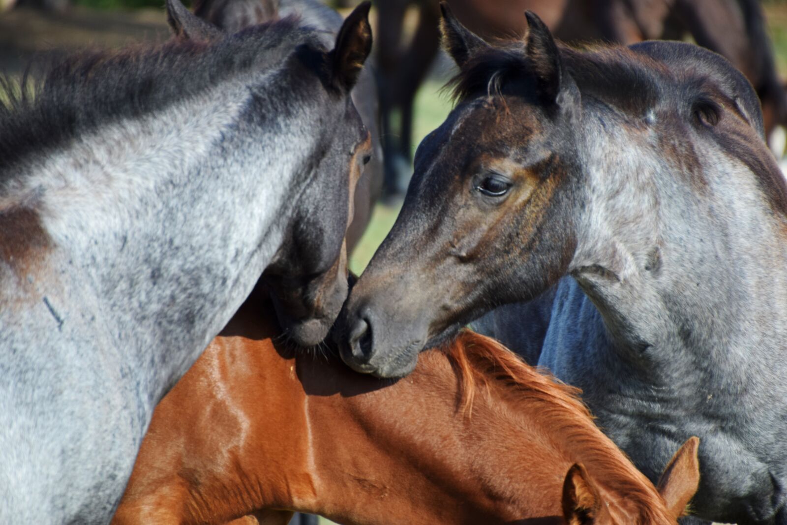 Nikon D5300 sample photo. Horse, filly, blue roan photography