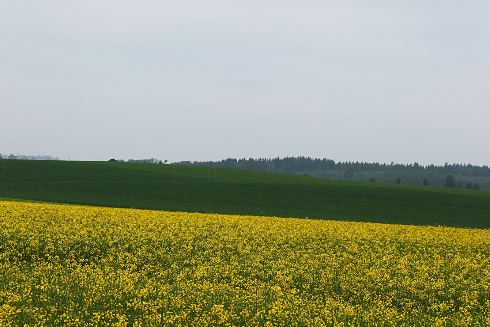 Canon EOS 7D Mark II sample photo. Rape, yellow, flower photography
