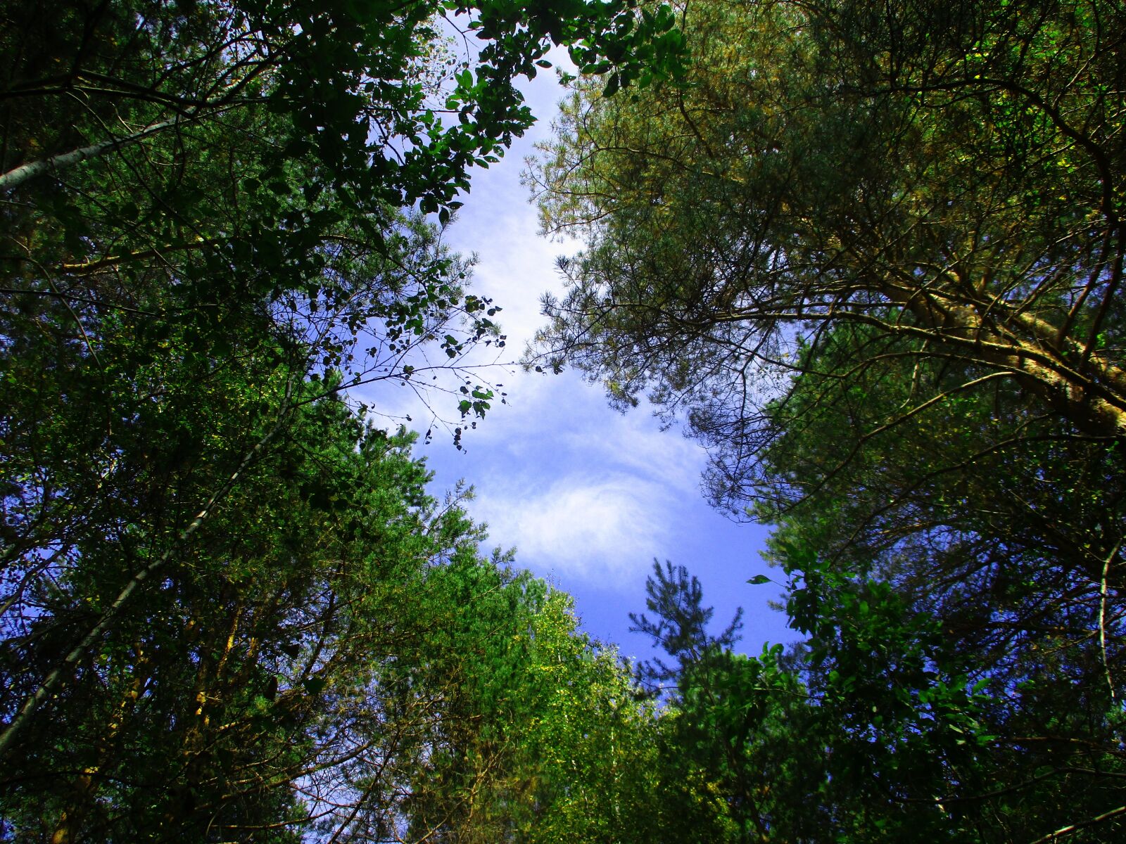 Canon IXUS 185 sample photo. Trees, forest, sky photography