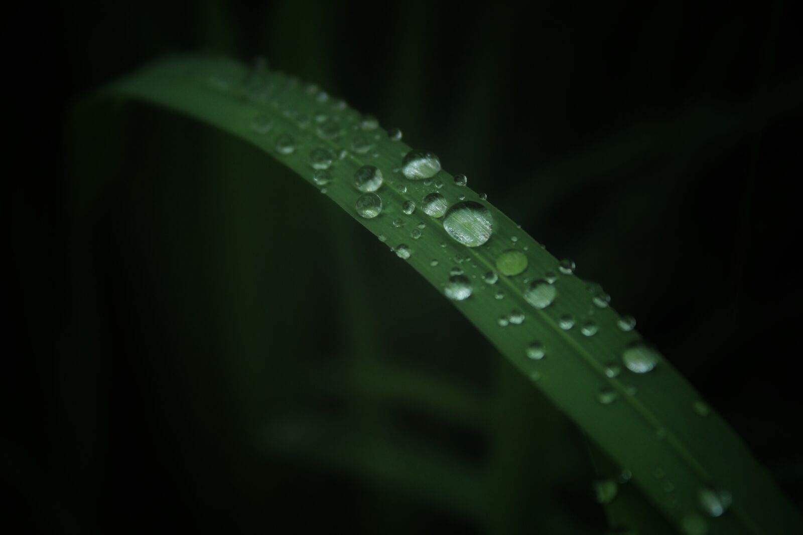 Canon EOS 1300D (EOS Rebel T6 / EOS Kiss X80) sample photo. Leaf, dew, drops photography