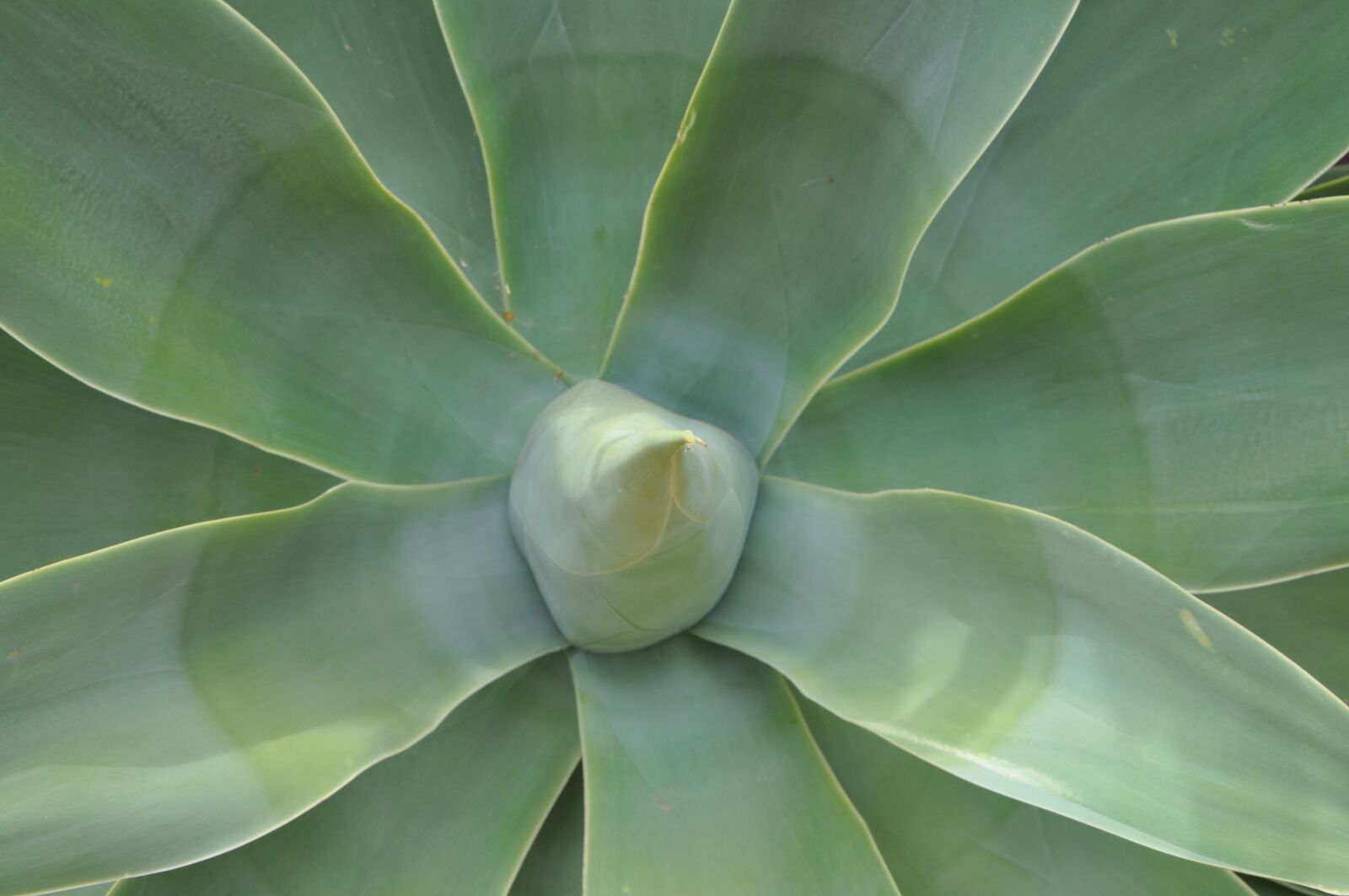 Nikon D90 sample photo. Agave, plant, green photography