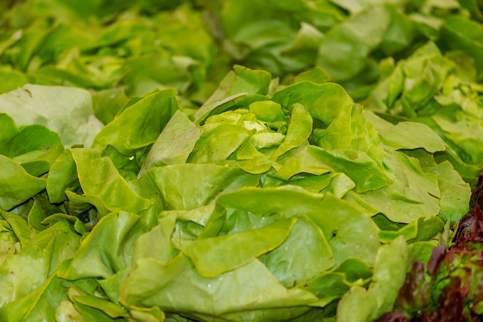 Fujifilm XF 55-200mm F3.5-4.8 R LM OIS sample photo. Salad, leaf lettuce, green photography