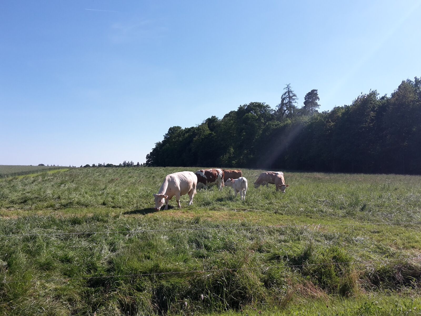 Samsung Galaxy S5 Mini sample photo. Cows, pasture, coupling photography