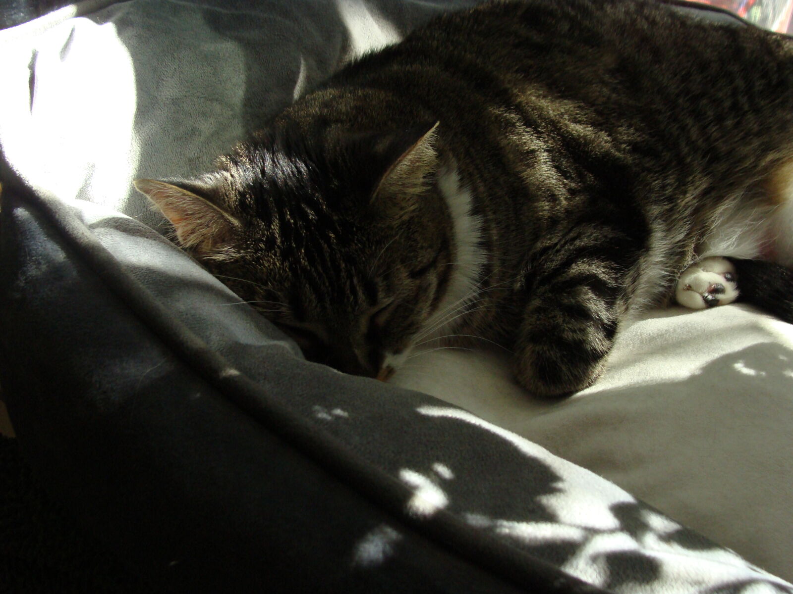Sony Cyber-shot DSC-H10 sample photo