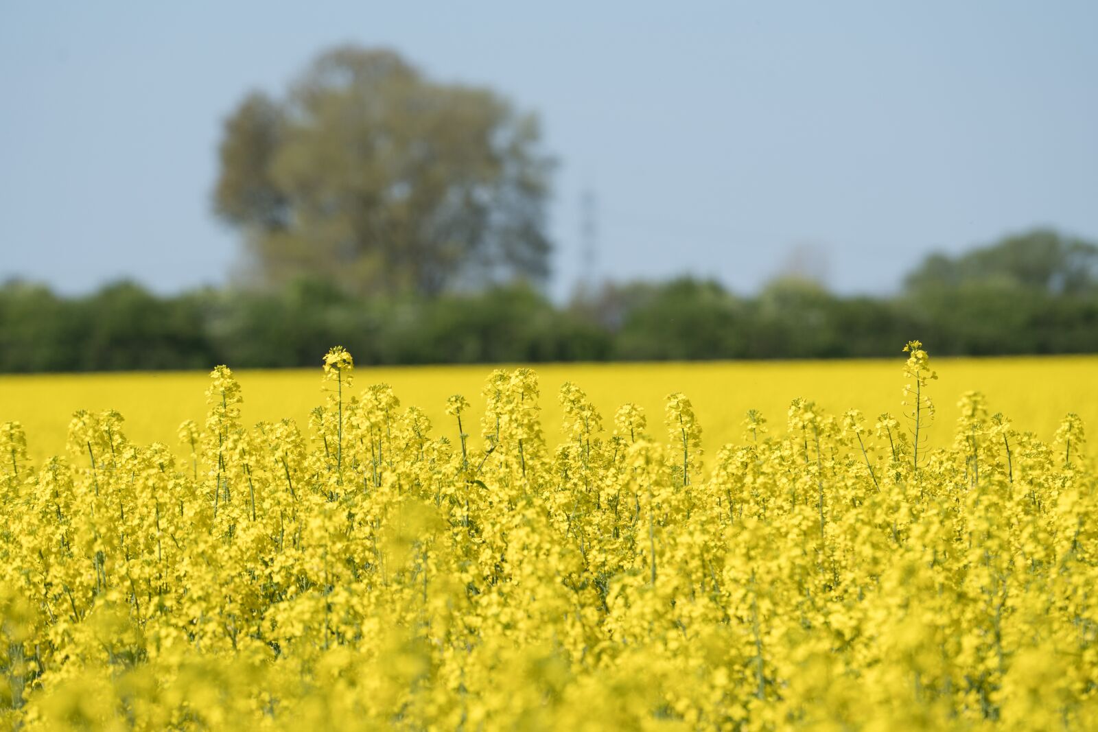 Sony a6300 + Sony FE 70-200mm F4 G OSS sample photo. Oilseed rape, field, yellow photography