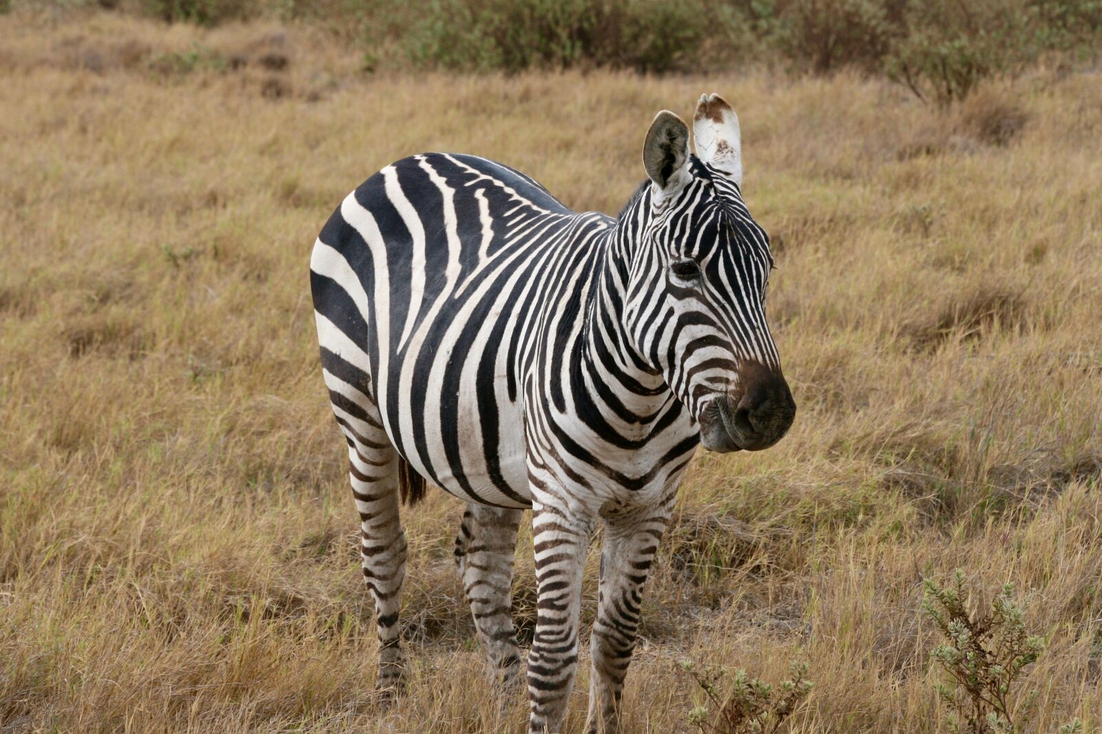 Canon EOS 400D (EOS Digital Rebel XTi / EOS Kiss Digital X) sample photo. Zebra, kenya, safari photography