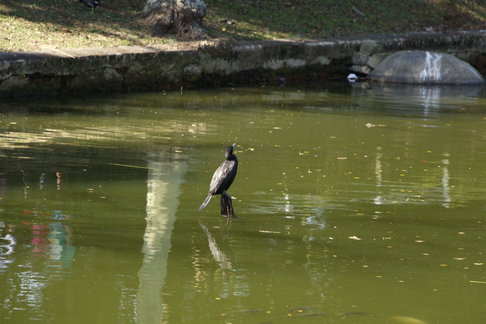 Canon EOS 700D (EOS Rebel T5i / EOS Kiss X7i) + Canon EF-S 18-135mm F3.5-5.6 IS STM sample photo. Nature, lake, bird photography