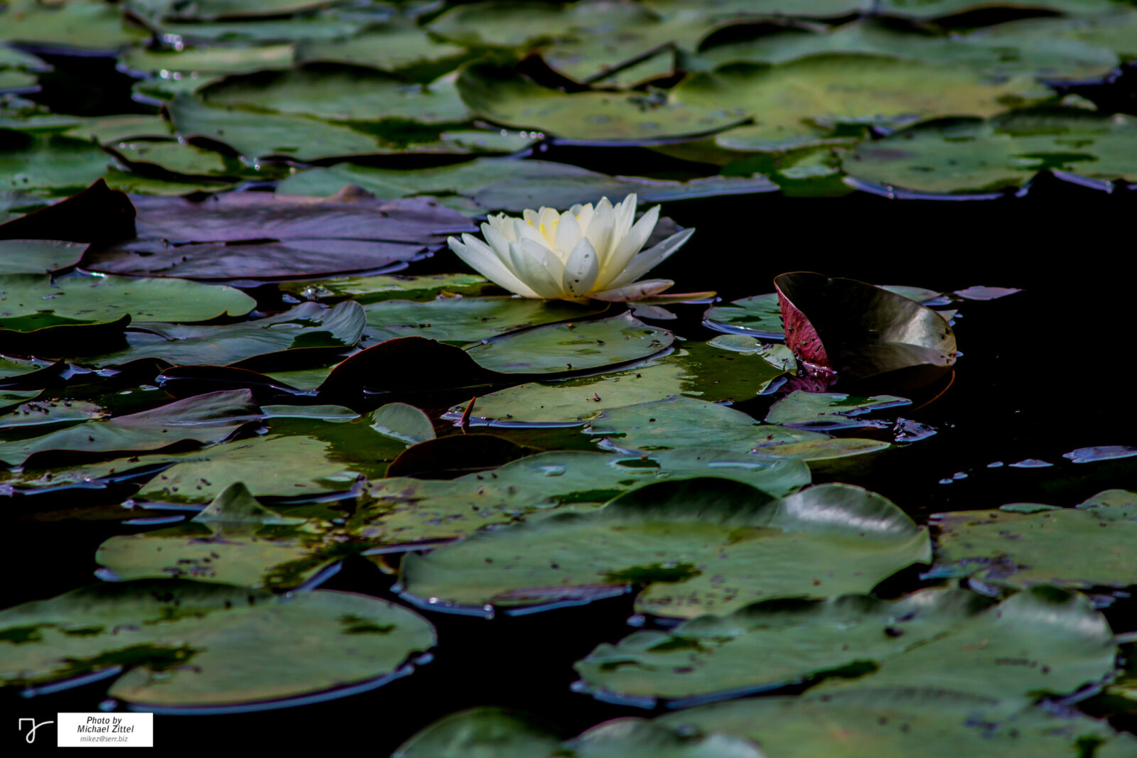 Canon EOS 600D (Rebel EOS T3i / EOS Kiss X5) sample photo. Marsh, swamp, water, lillies photography