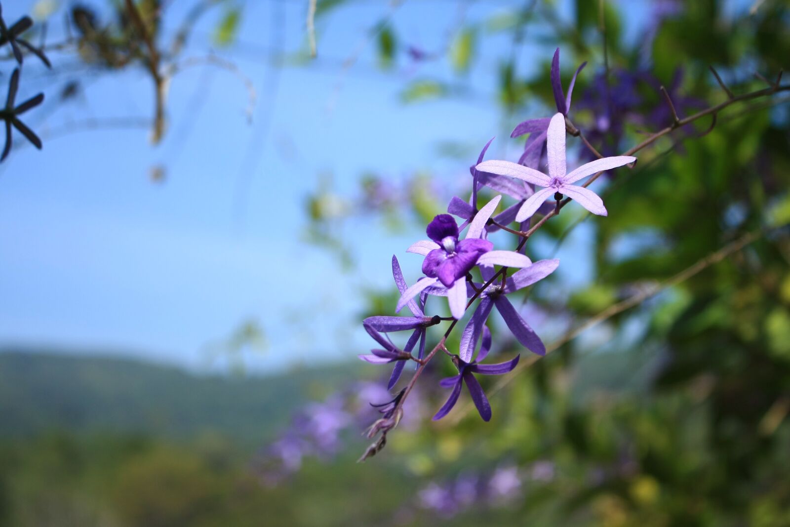 Canon EOS 40D sample photo. Flower, lavender, blue photography