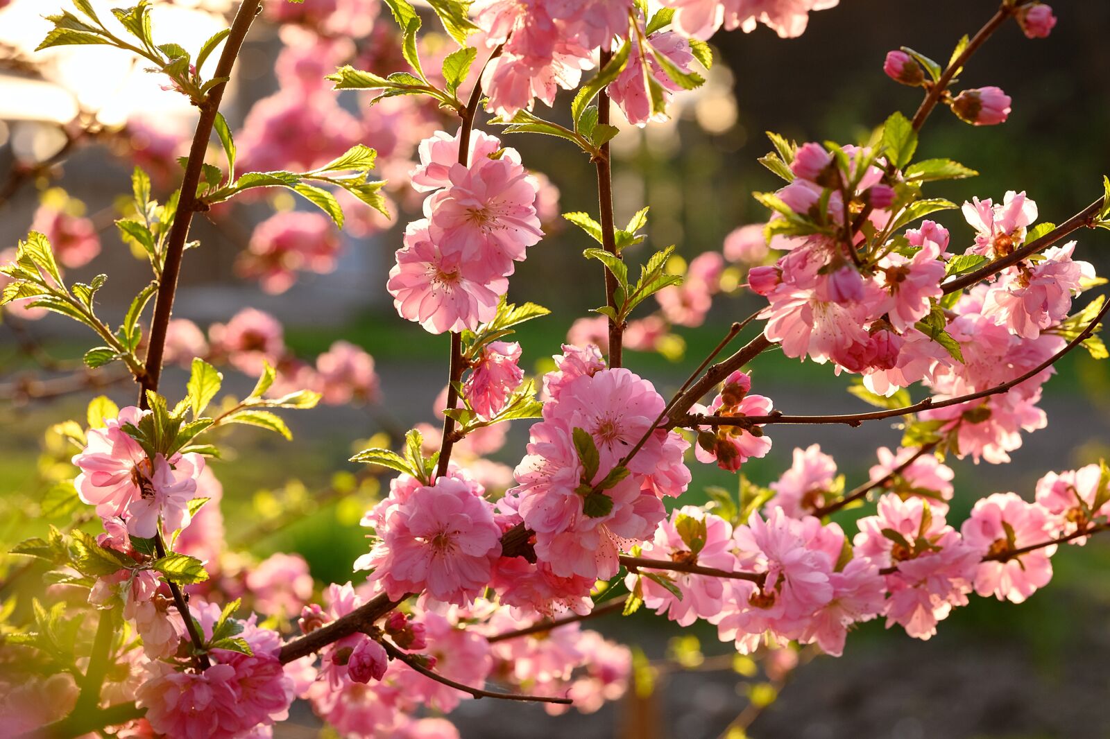 Nikon Nikkor Z 85mm F1.8 S sample photo. May, spring, bloom photography