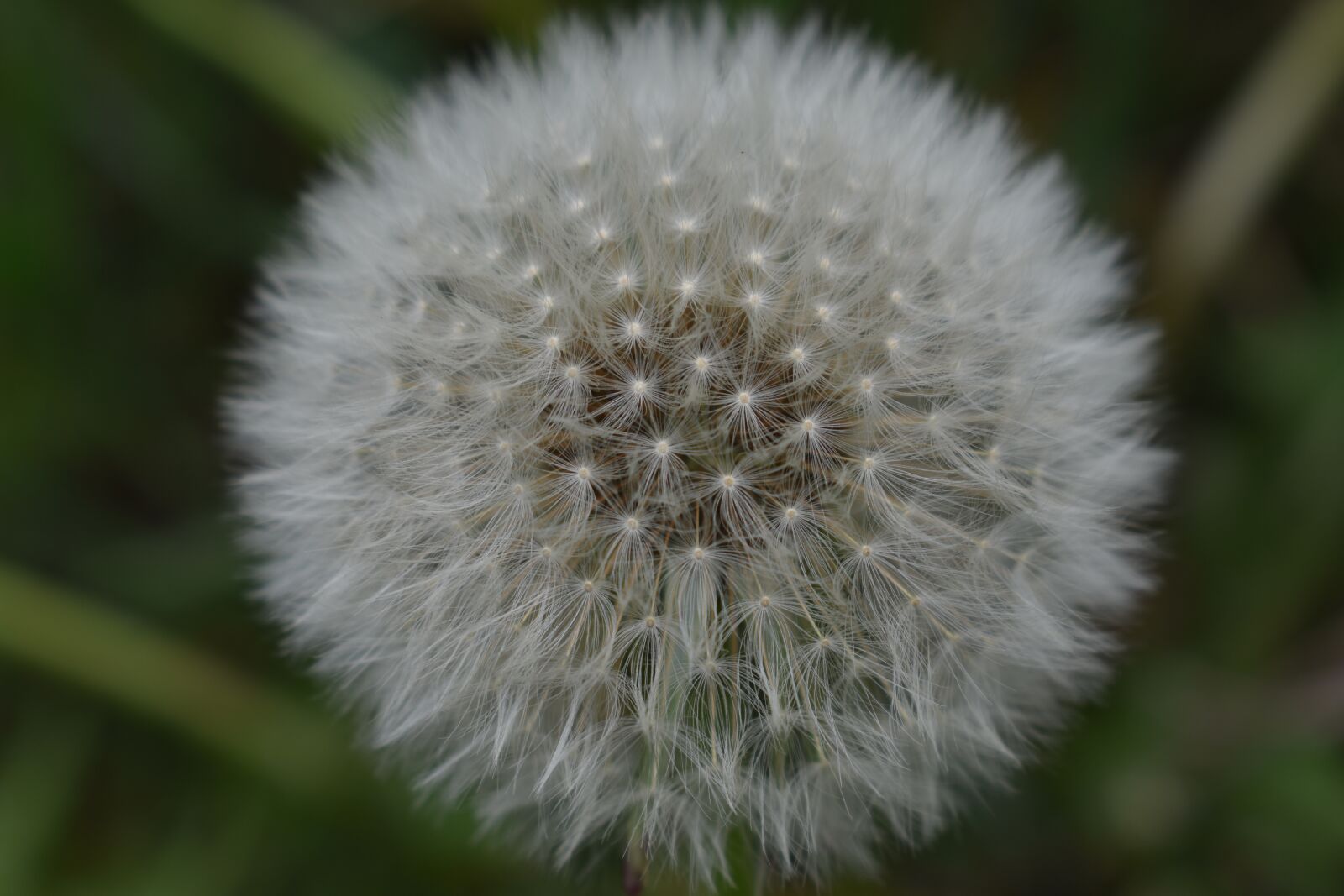 Nikon D3400 sample photo. Dandelion, flower, flora photography