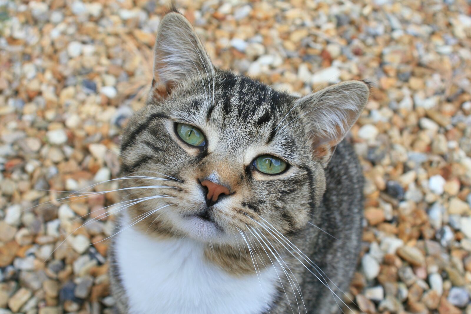 Canon EOS 30D sample photo. Cat, staring, animal photography