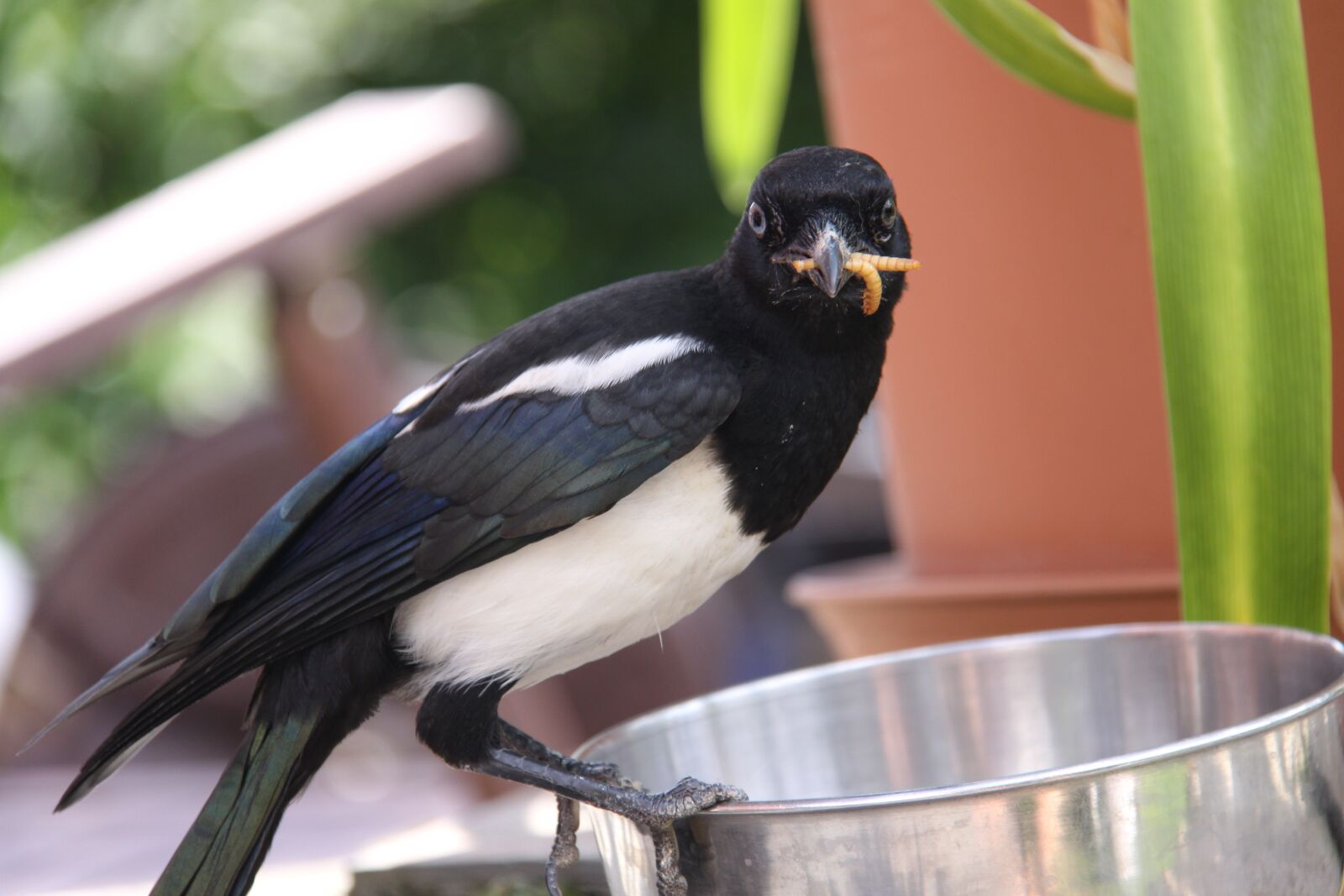 Canon EOS 50D sample photo. Elster, raven bird, bird photography